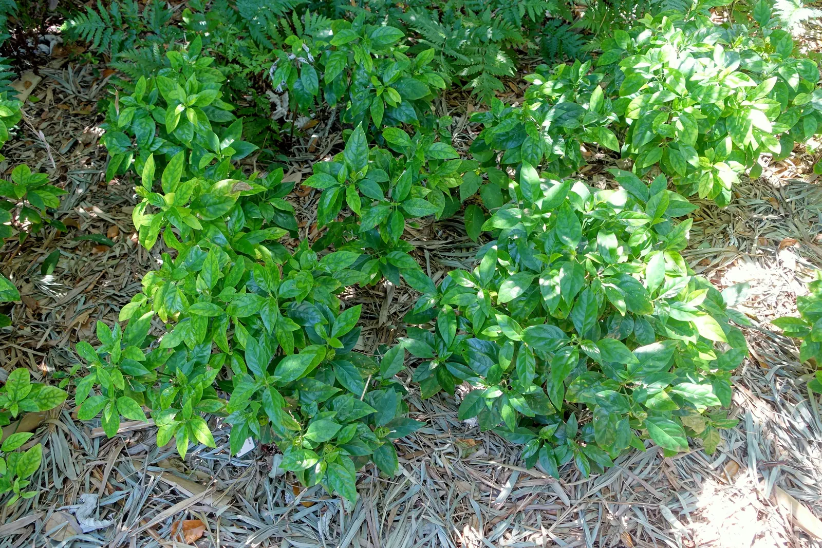 Shrimp Plant (Justicia Brandegeeana) — is a captivating perennial that adds a touch of the tropics to any garden design; delivering moderate water needs