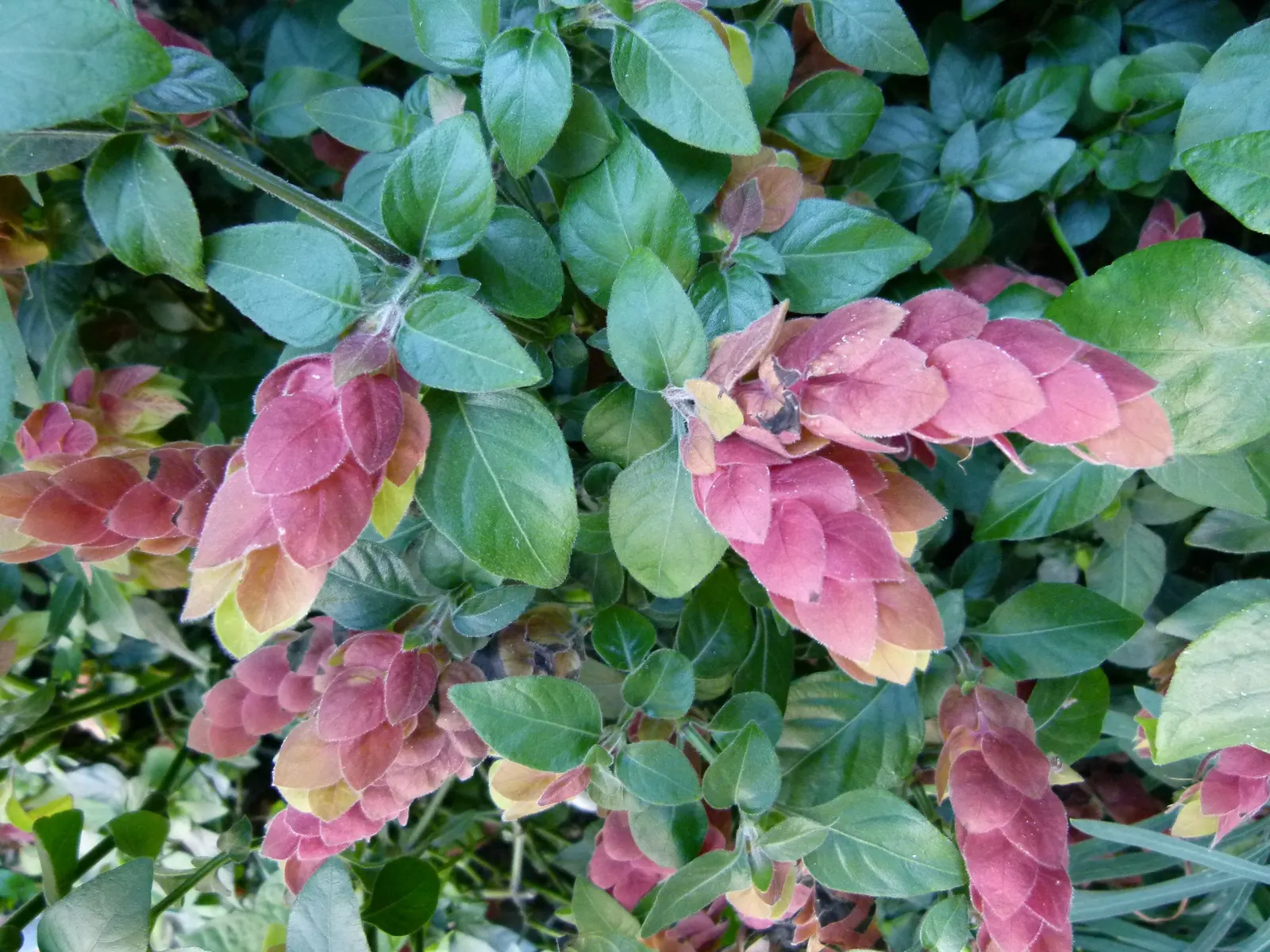 Shrimp Plant (Justicia Brandegeeana) — this plant is noted for its unique; commonly known as Shrimp Plant, image 120
