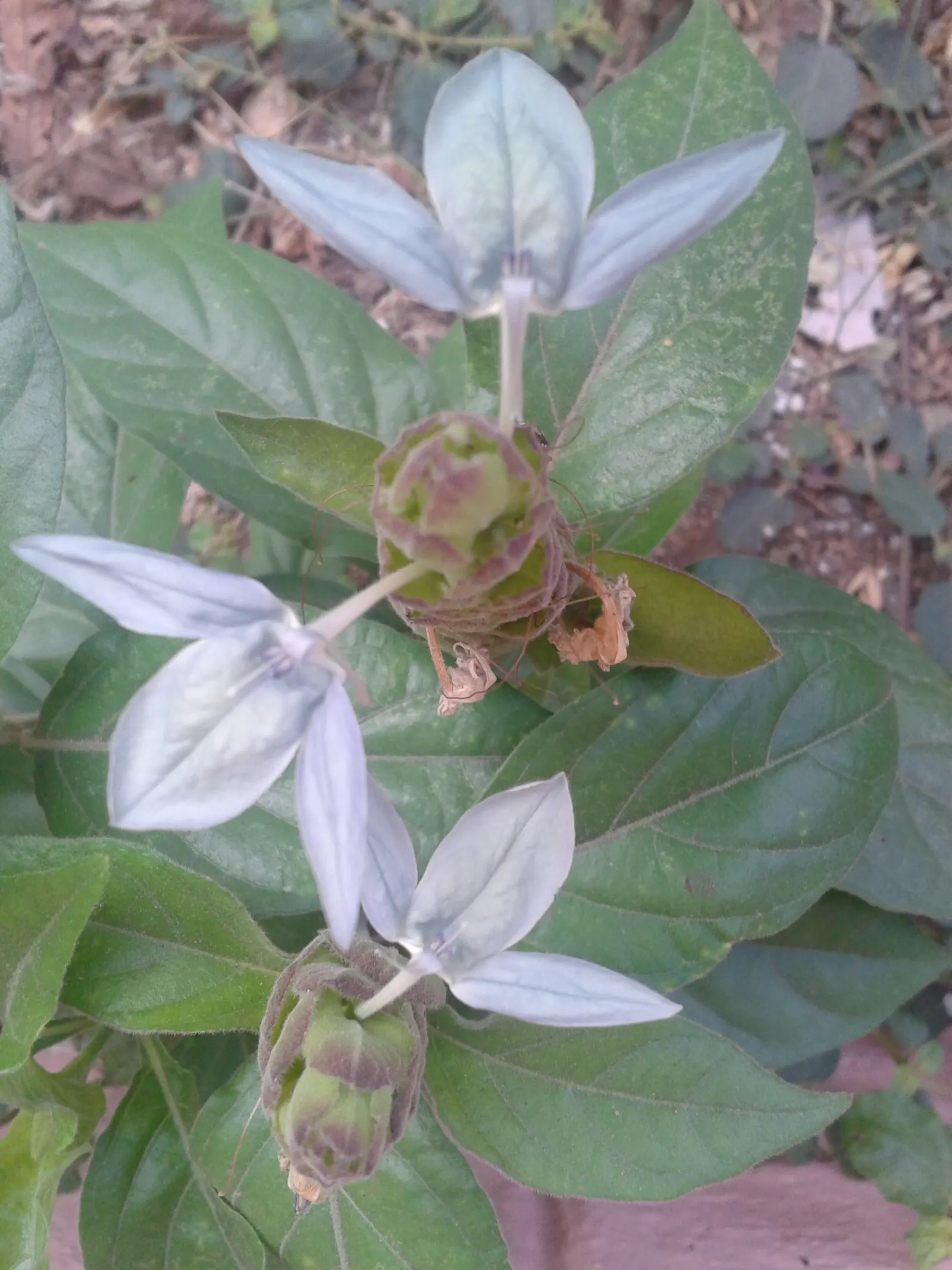 Shrimp Plant (Justicia Brandegeeana) — shrub for half