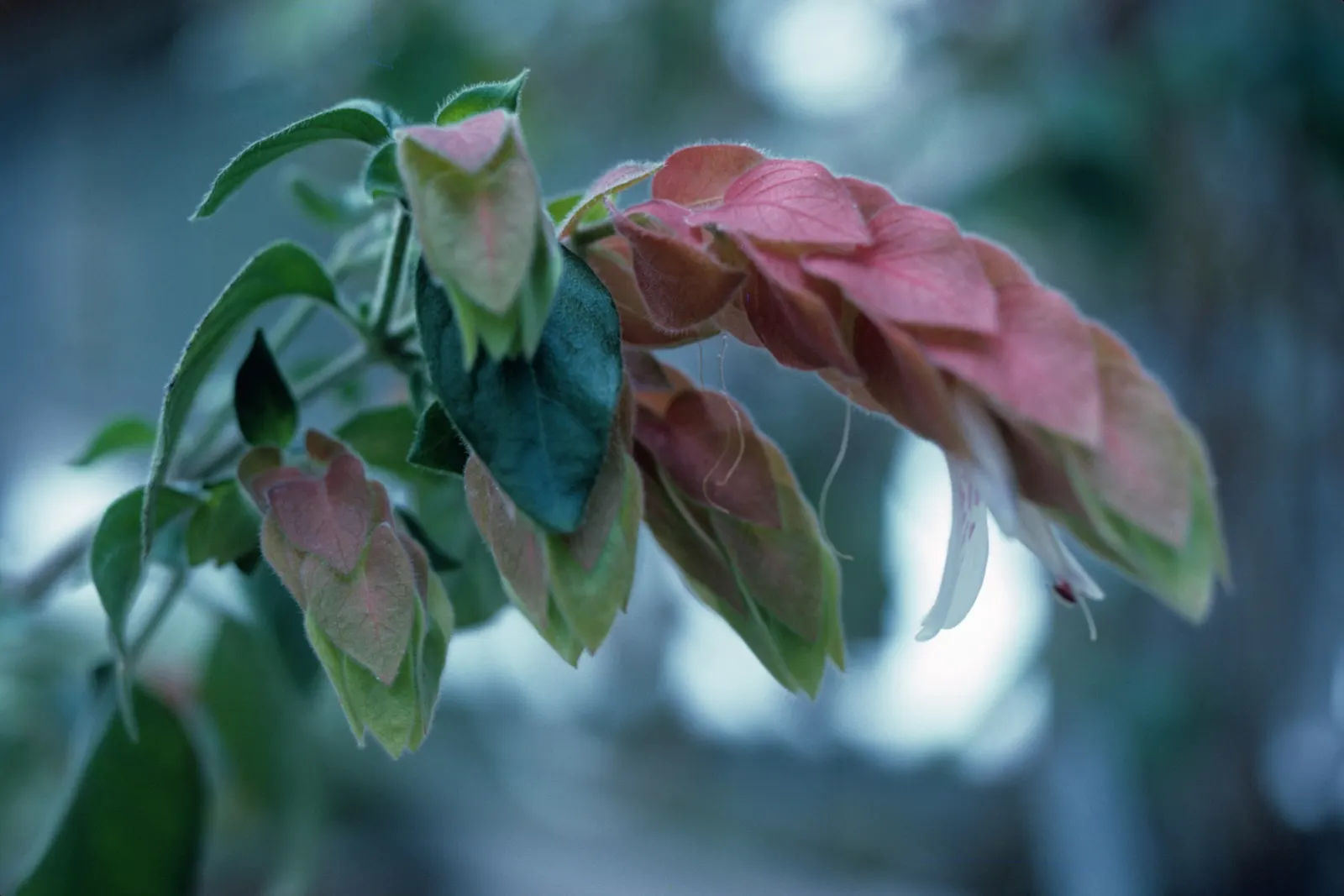 Shrimp Plant (Justicia Brandegeeana) — multi-colored and pink flowers in the garden; preferring partial shade, it thrives in well-draining soil and, image 130