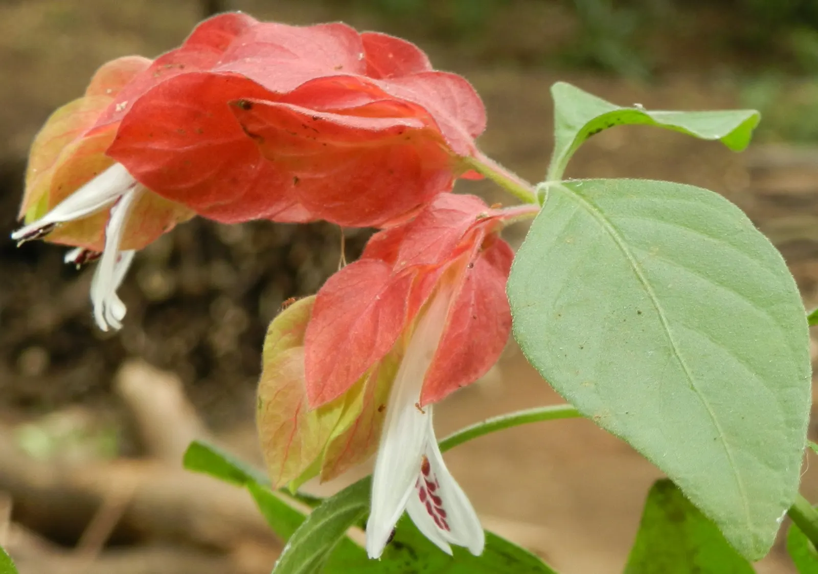 Shrimp Plant (Justicia Brandegeeana) — shrub for half; regular pruning will maintain its bushy appearance and promote continuous flowering, image 110