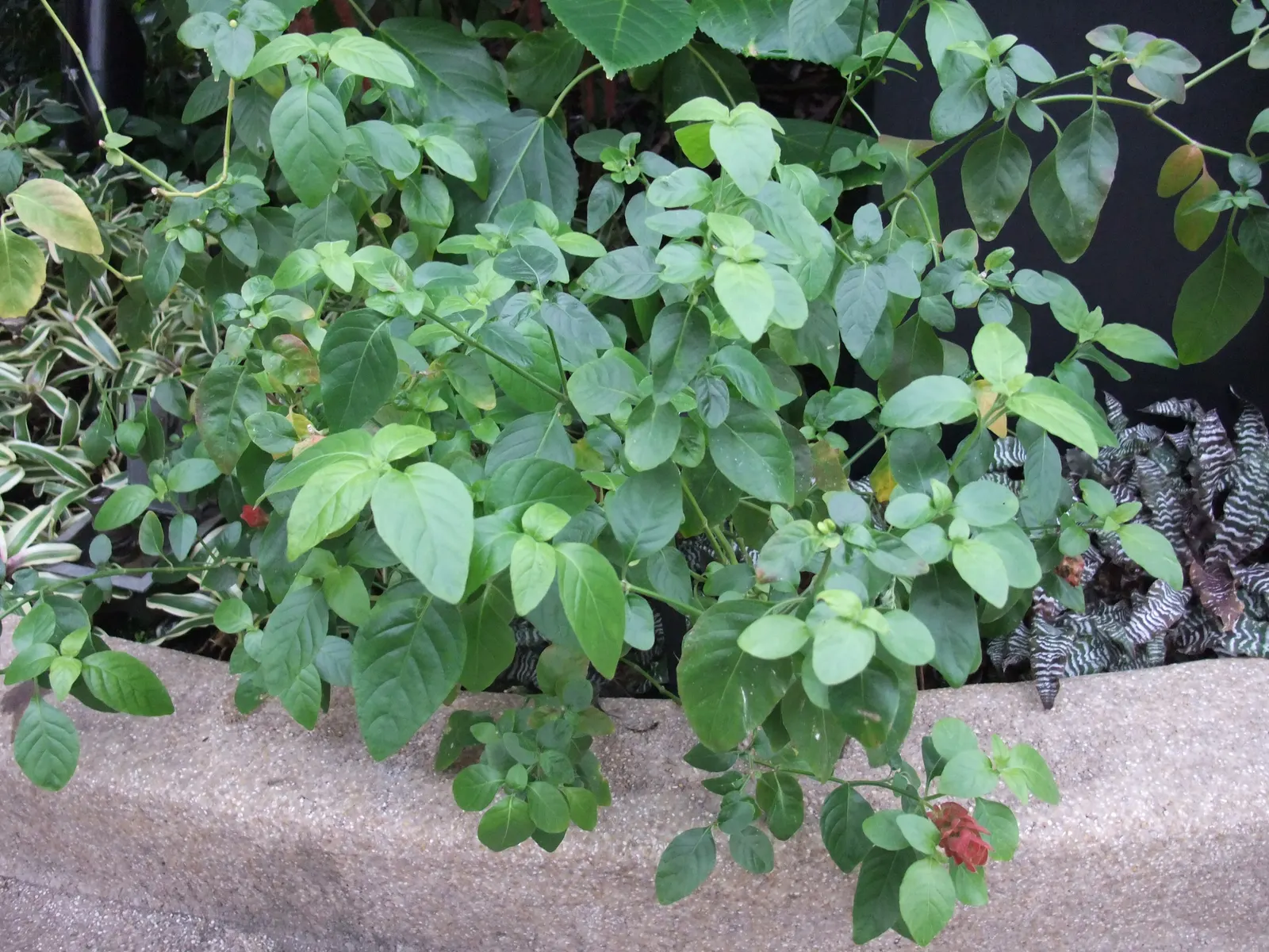 Shrimp Plant (Justicia Brandegeeana) — This ornamental offers year-round appeal in zones 9-11; making it an excellent choice for a garden that, image 113