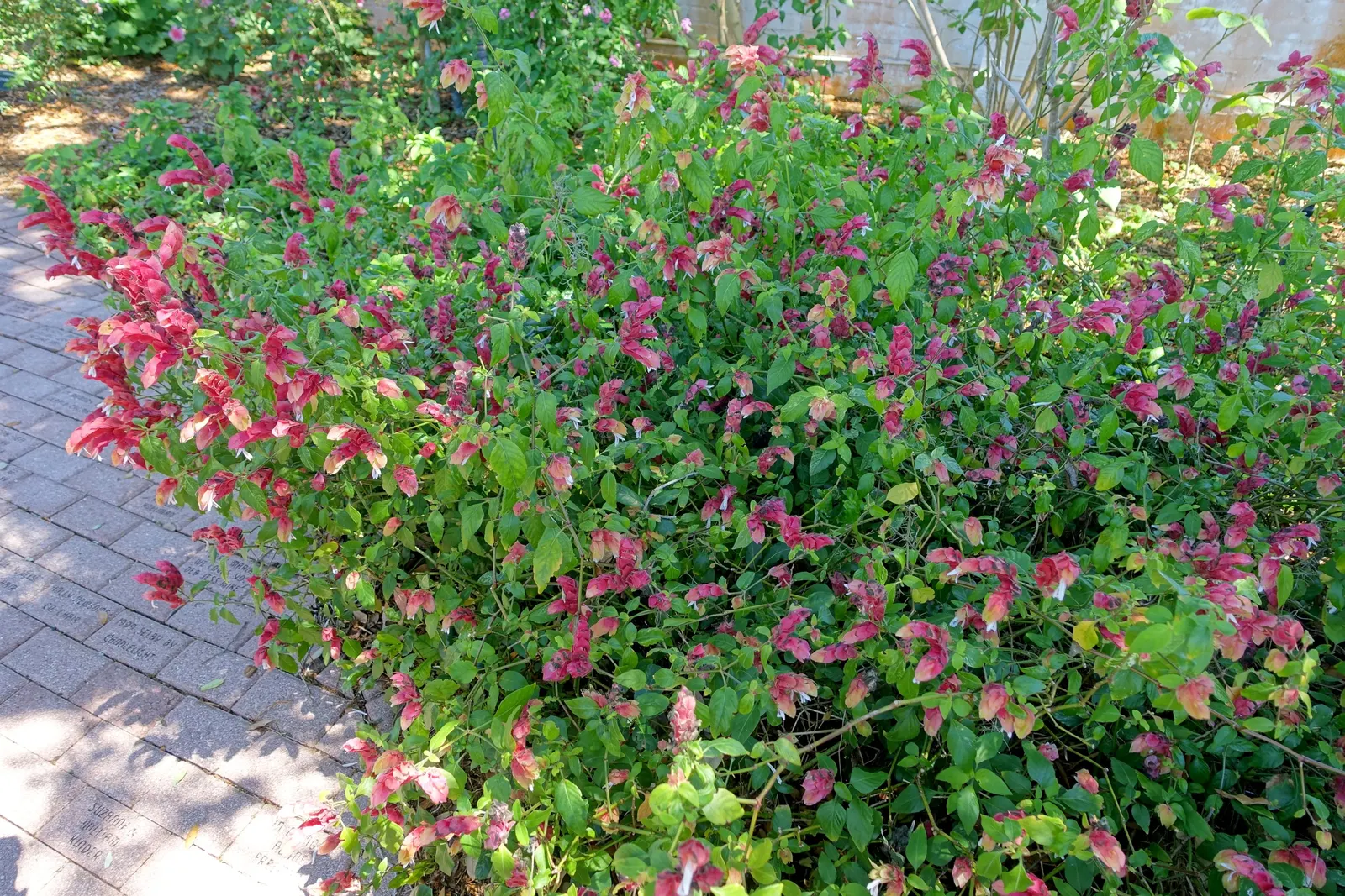 Shrimp Plant (Justicia Brandegeeana) — multi-colored and pink flowers in the garden; preferring partial shade, it thrives in well-draining soil and, image 108