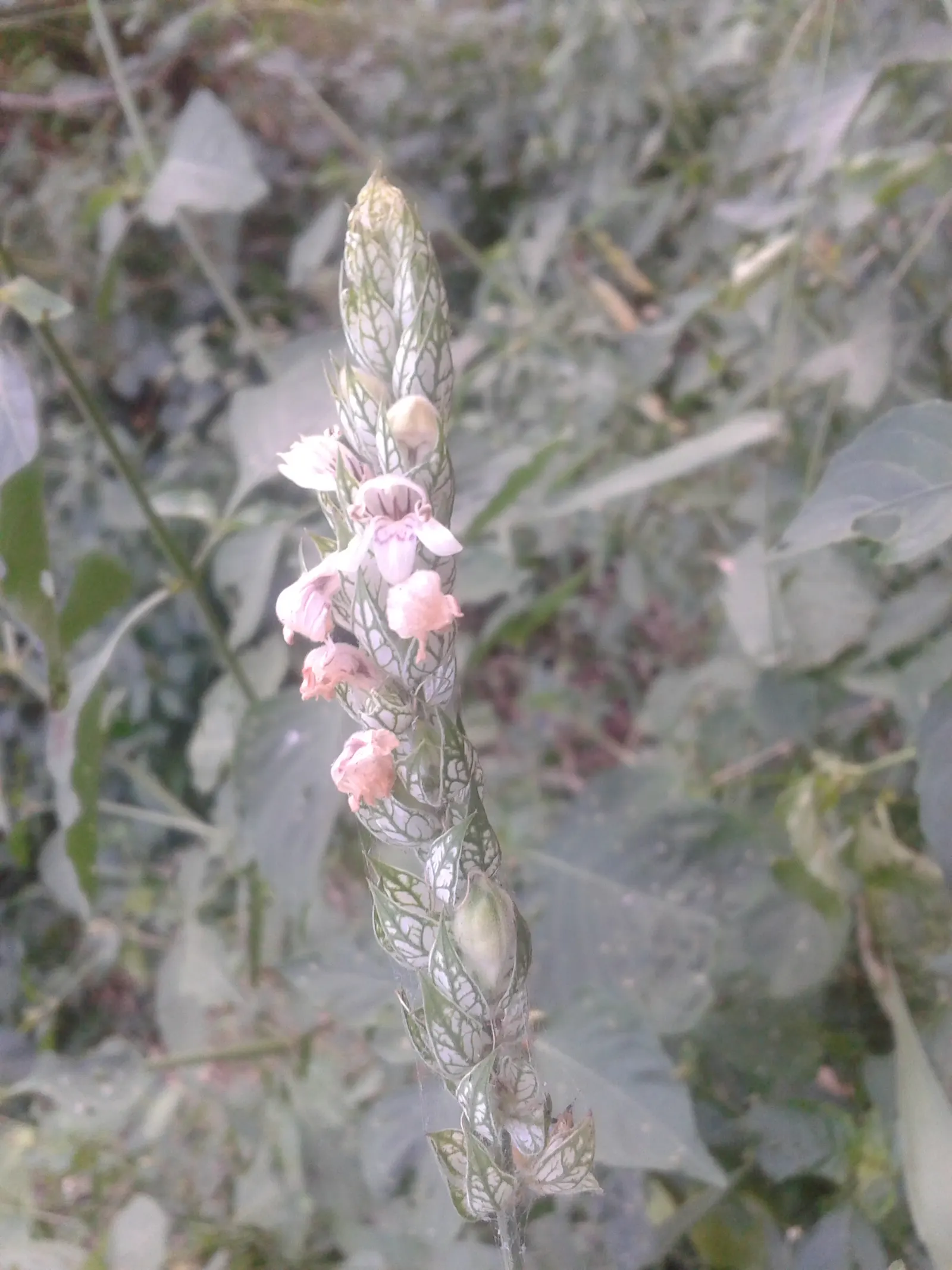 Shrimp Plant (Justicia Brandegeeana) — scientifically known as Justicia brandegeeana; is a captivating perennial that adds a touch of the tropics to any garden