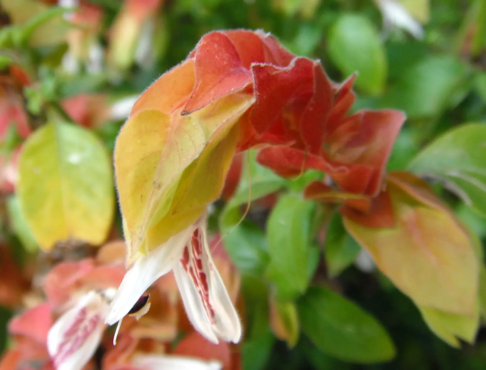 Shrimp Plant (Justicia Brandegeeana) — Regular pruning will maintain its bushy appearance and promote continuous flowering; multi-colored and pink, image 129