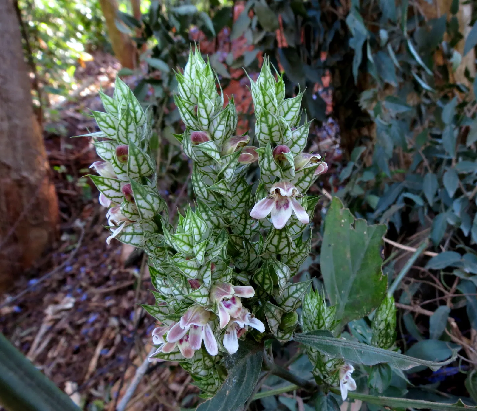 Shrimp Plant (Justicia Brandegeeana) — Pruning promotes bushiness; it's ideal for mixed borders and container displays; slow-release fertilizer to, image 50