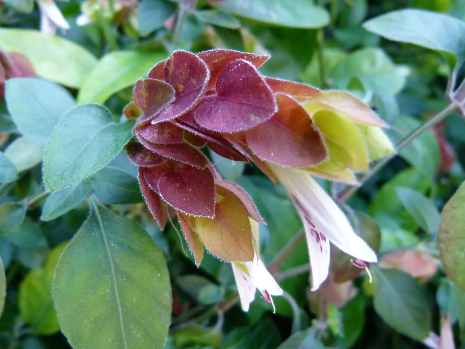 Shrimp Plant (Justicia Brandegeeana) — It prefers a warm climate and is best situated in partial shade; attracts hummingbirds and butterflies, image 124