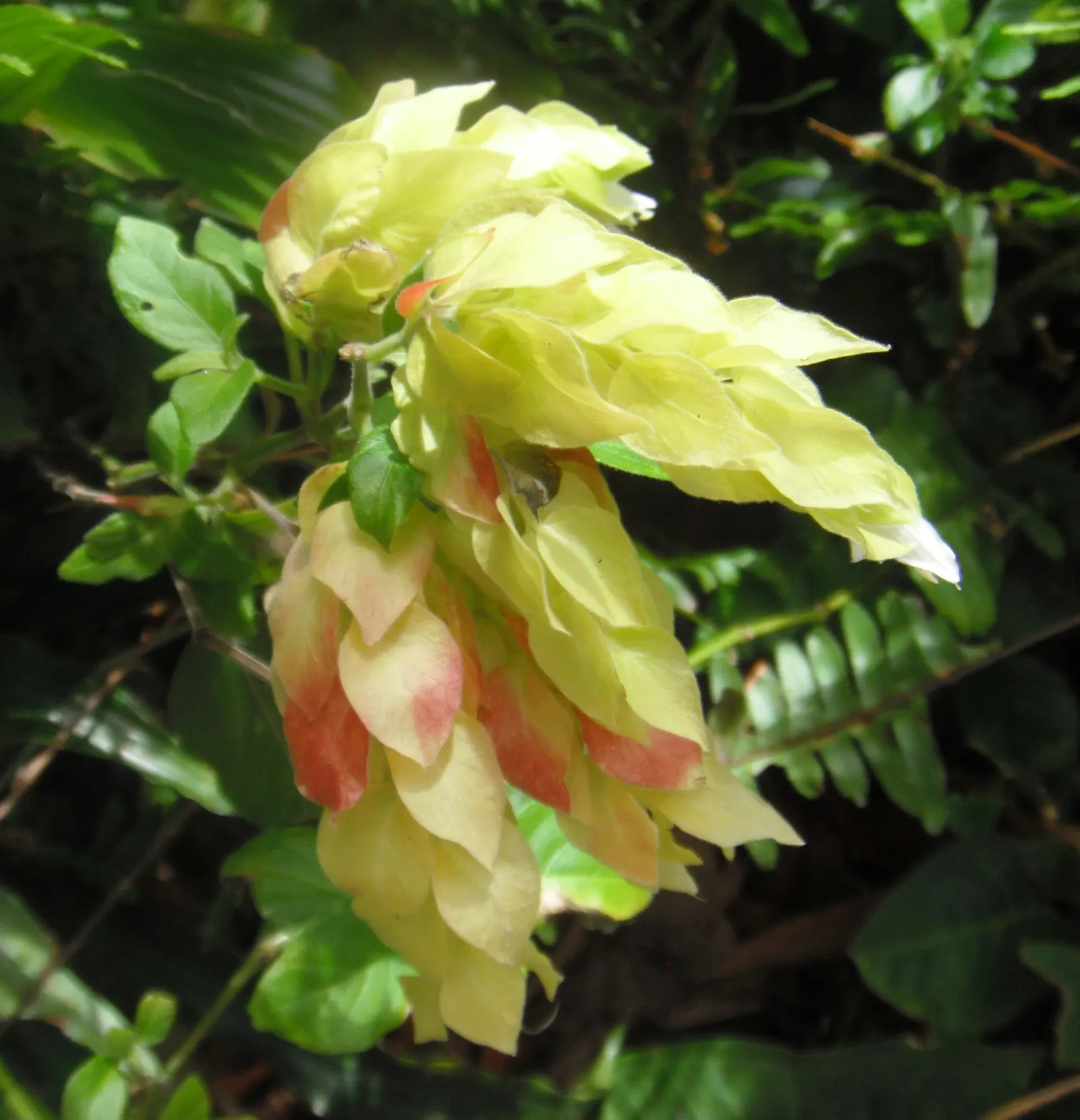 Shrimp Plant (Justicia Brandegeeana) — is a captivating perennial that adds a touch of the tropics to any garden design; delivering moderate water, image 119