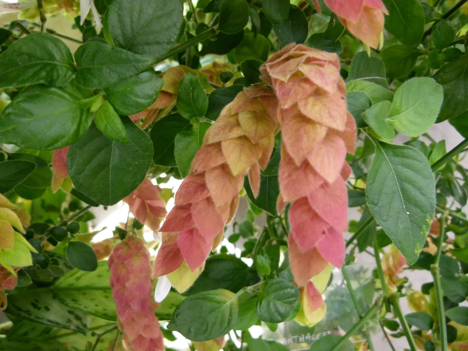 Shrimp Plant (Justicia Brandegeeana) — shrimp-like bracts that showcase an intriguing blend of colors; scientifically known as Justicia brandegeeana, image 121