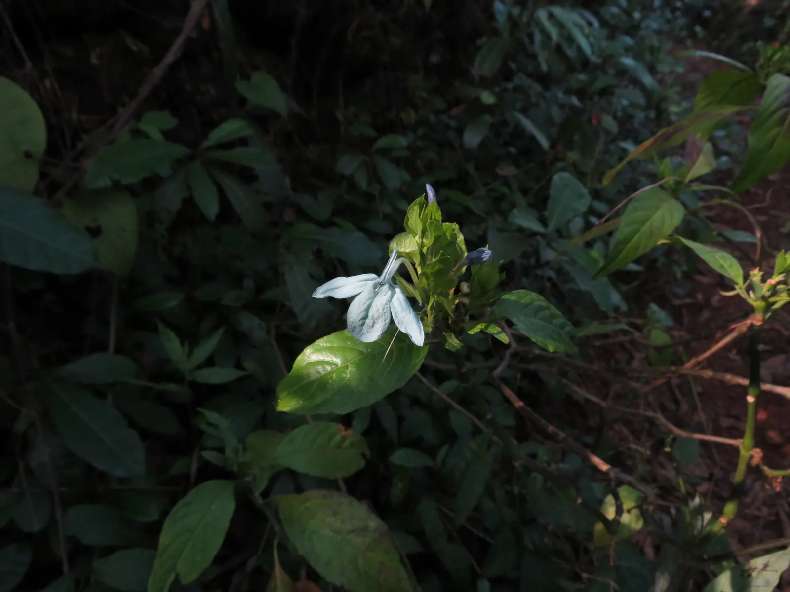 Shrimp Plant (Justicia Brandegeeana) — making it an excellent choice for a garden that doubles as a haven for wildlife; the Shrimp Plant thrives in, image 62