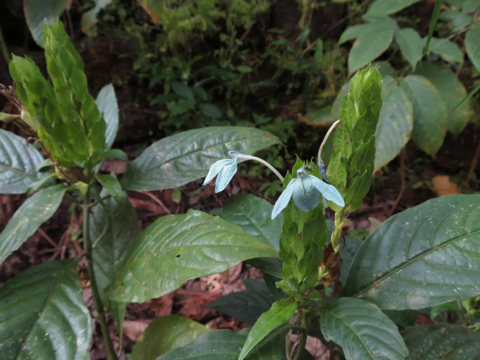 Shrimp Plant (Justicia Brandegeeana) — slow-release fertilizer to encourage robust growth and a prolific display of its distinctive