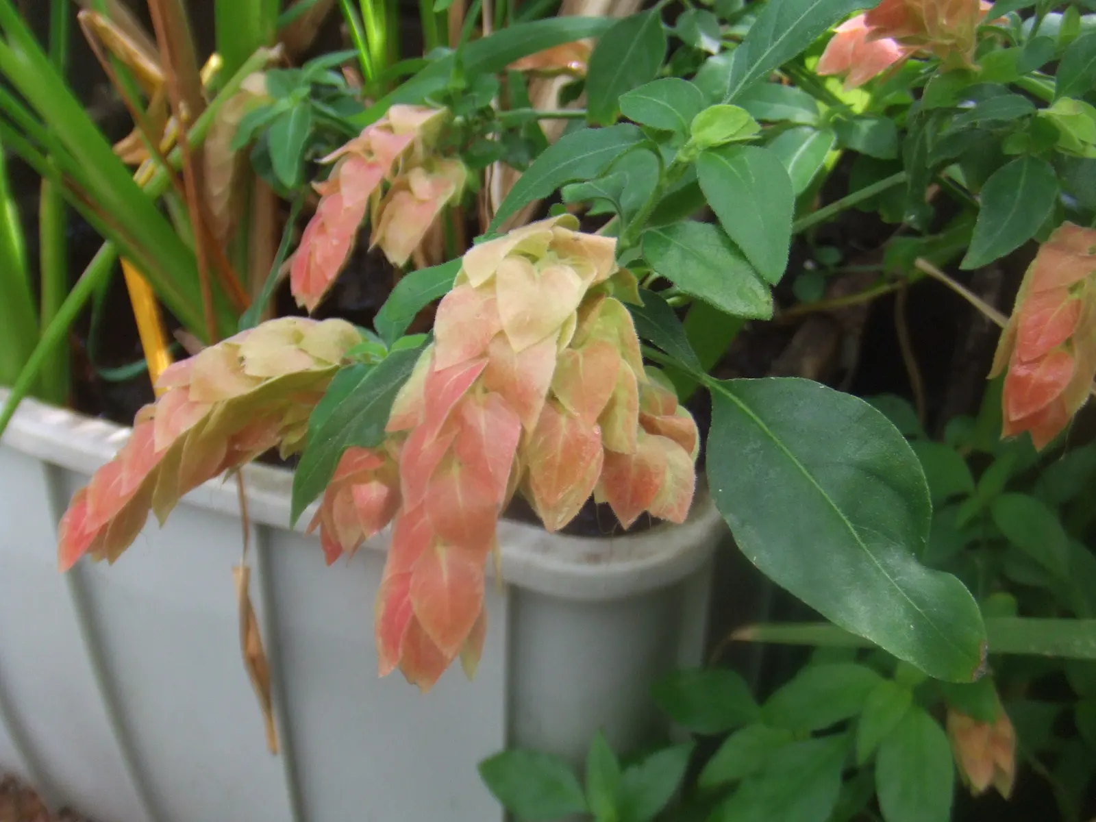 Shrimp Plant (Justicia Brandegeeana) — shrub with multi-colored and pink blooms; sunset orange.<br><br>Reaching heights of 3 to 4 feet with a, image 109