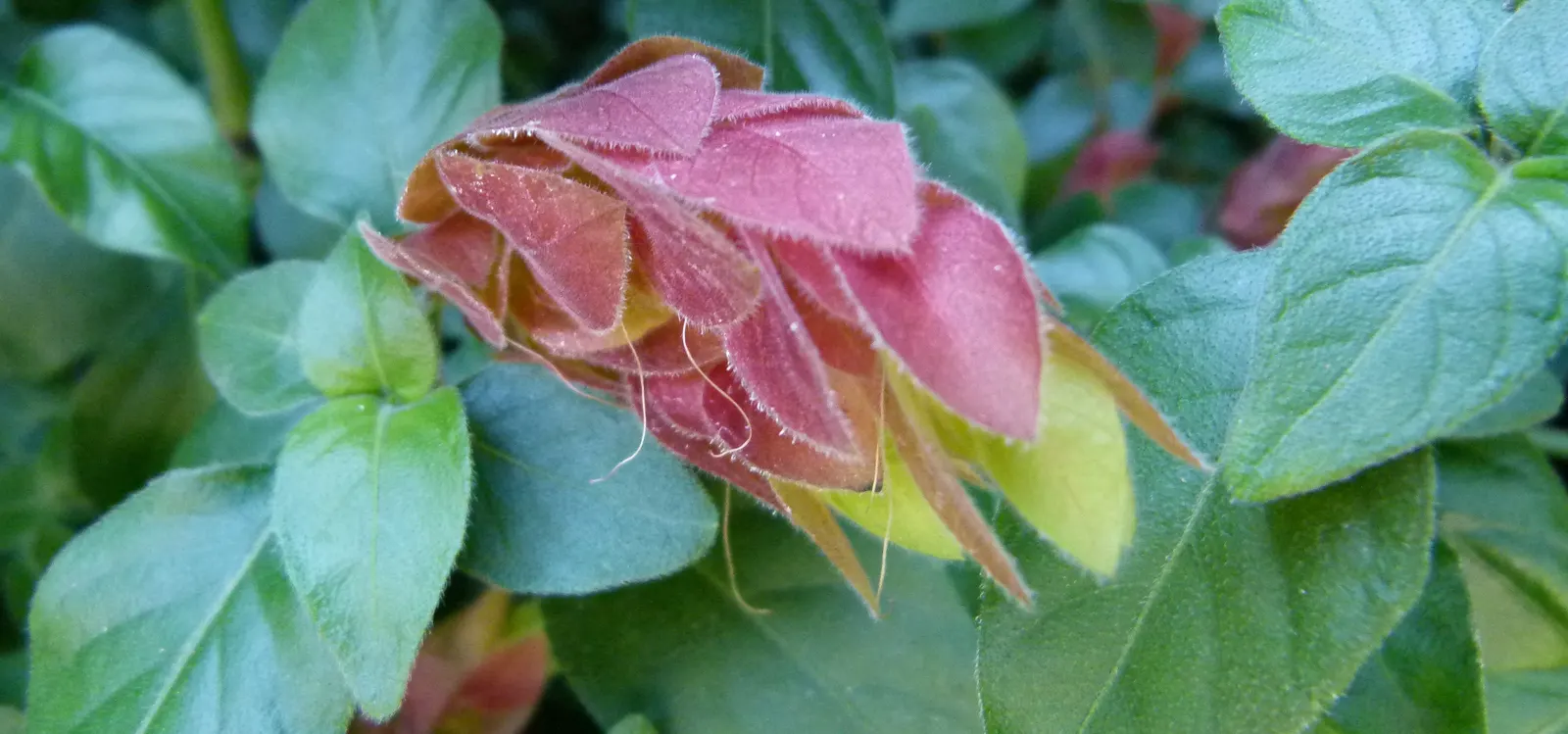 Shrimp Plant (Justicia Brandegeeana) — Attracts hummingbirds and butterflies; is an evergreen perennial that enlivens gardens with its unique, image 117