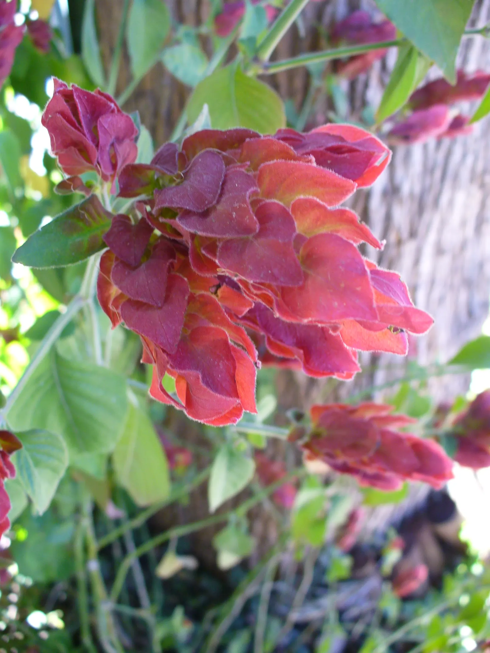 Shrimp Plant (Justicia Brandegeeana) — scientifically known as Justicia brandegeeana; is a captivating perennial that adds a touch of the tropics, image 118