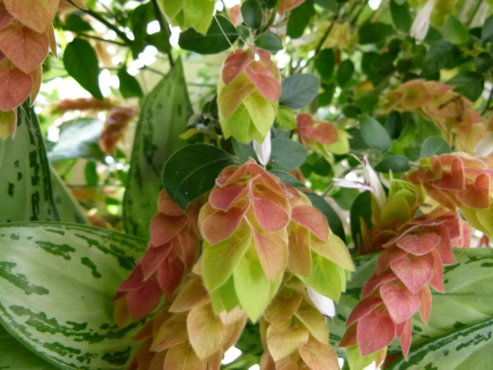 Shrimp Plant (Justicia Brandegeeana) — sunset orange.<br><br>Reaching heights of 3 to 4 feet with a spread equally as wide; though it's advisable, image 122