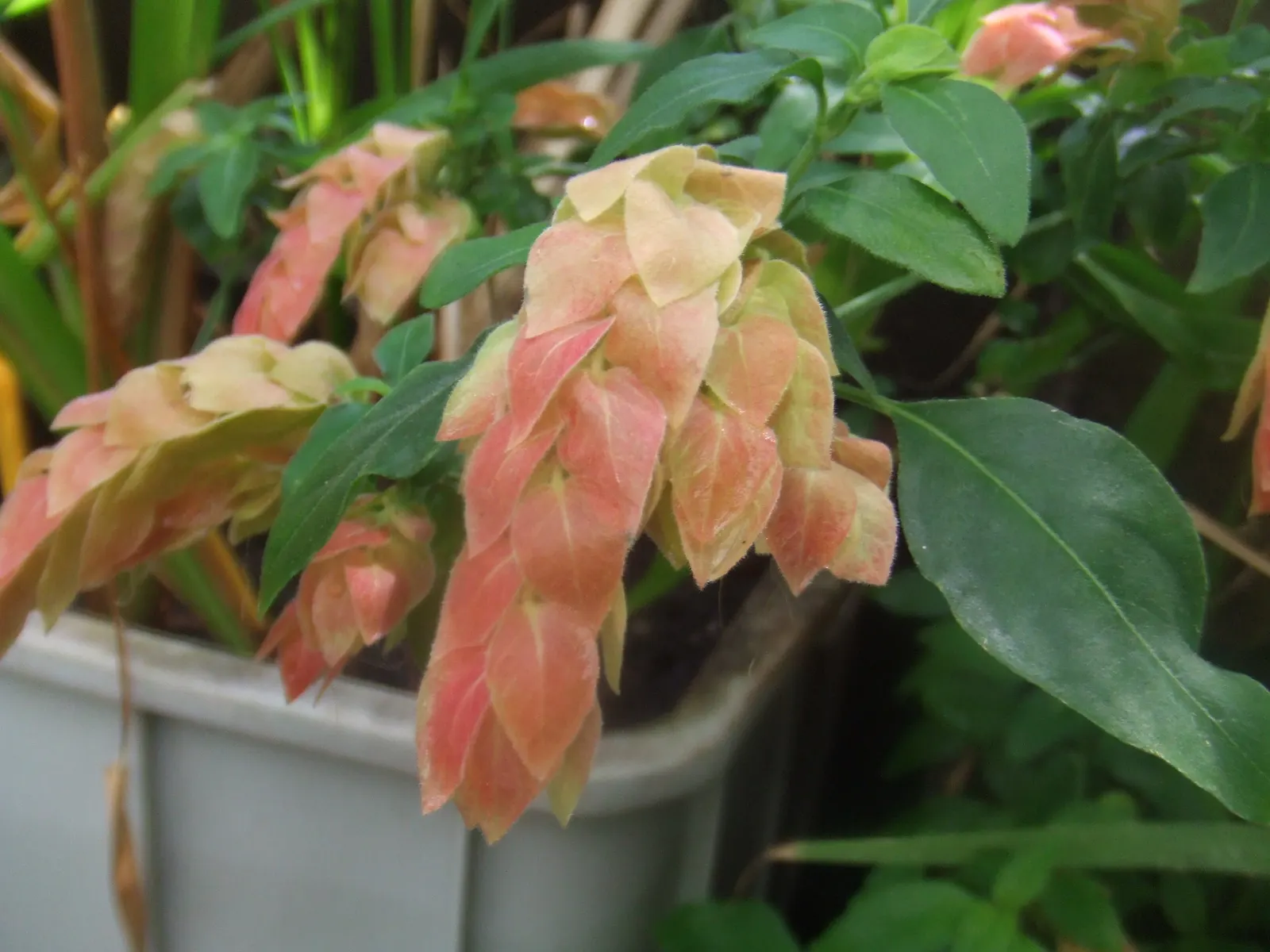 Shrimp Plant (Justicia Brandegeeana) — Preferring partial shade, it thrives in well-draining soil and requires moderate watering; this plant is, image 115