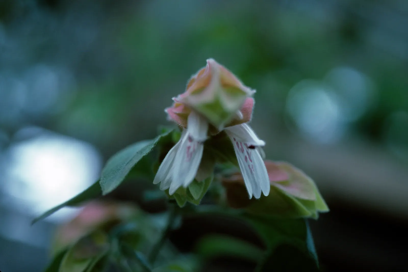 Shrimp Plant (Justicia Brandegeeana) — making it an excellent choice for a garden that doubles as a haven for wildlife; the Shrimp Plant thrives in, image 128