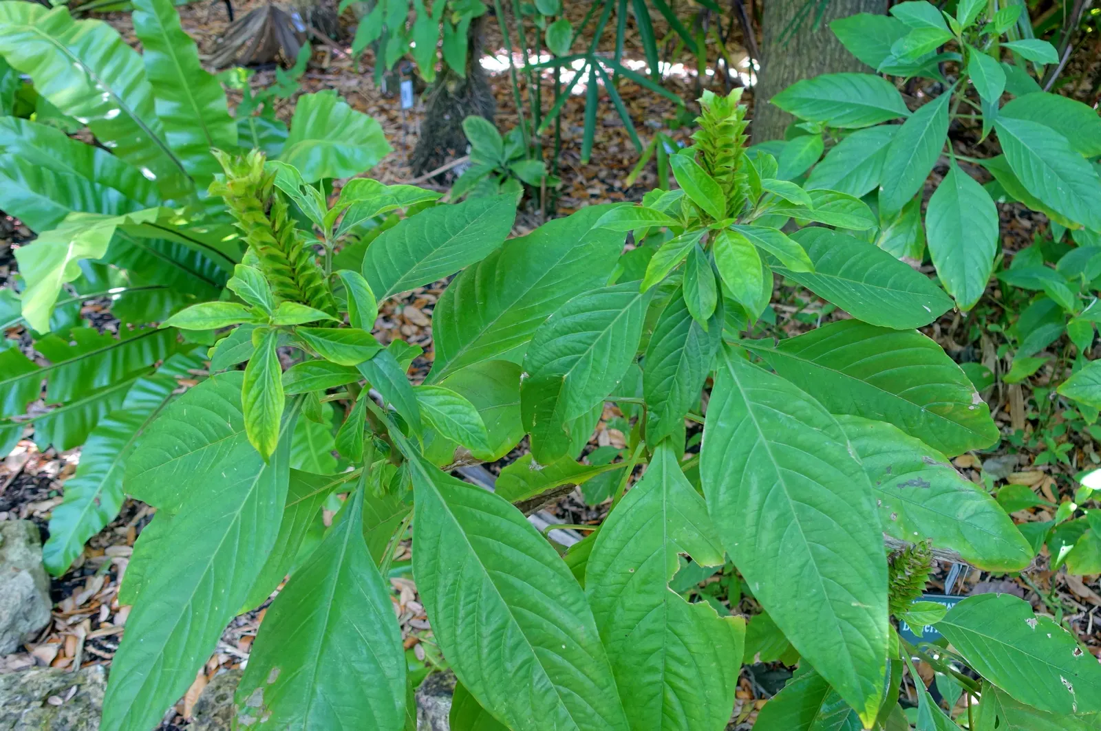 Shrimp Plant (Justicia Brandegeeana) — Attracts hummingbirds and butterflies; is an evergreen perennial that enlivens gardens with its unique