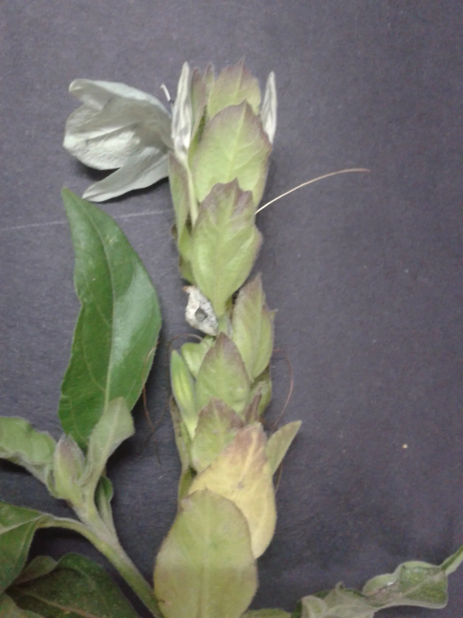 Shrimp Plant (Justicia Brandegeeana) — commonly known as Shrimp Plant; with a mature height of 3-4 feet and a spread of 2-3 feet