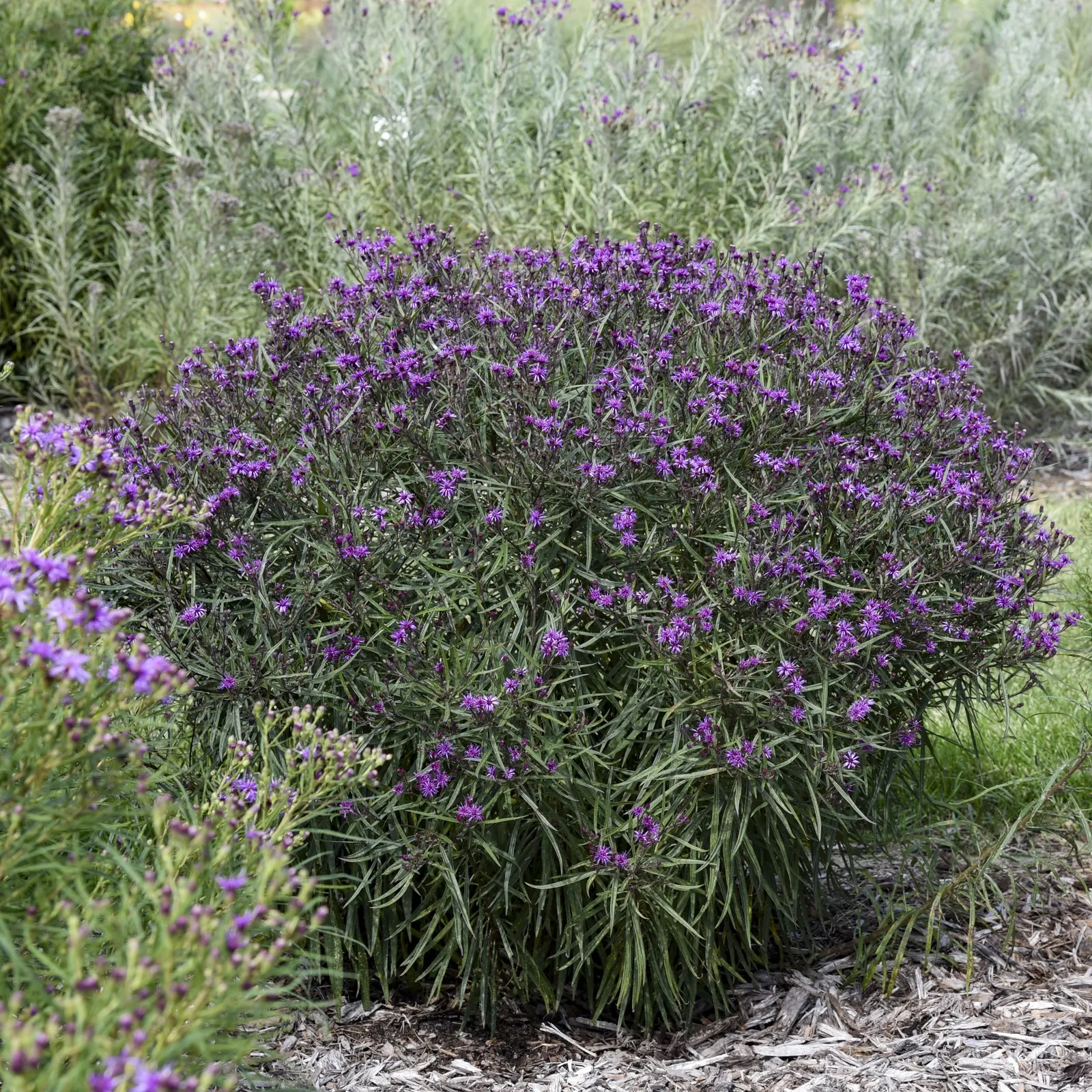 'Prairie Princess' Ironweed (Vernonia hybrid) — It grows 26-30 inches tall and spreads 30-36 inches wide
