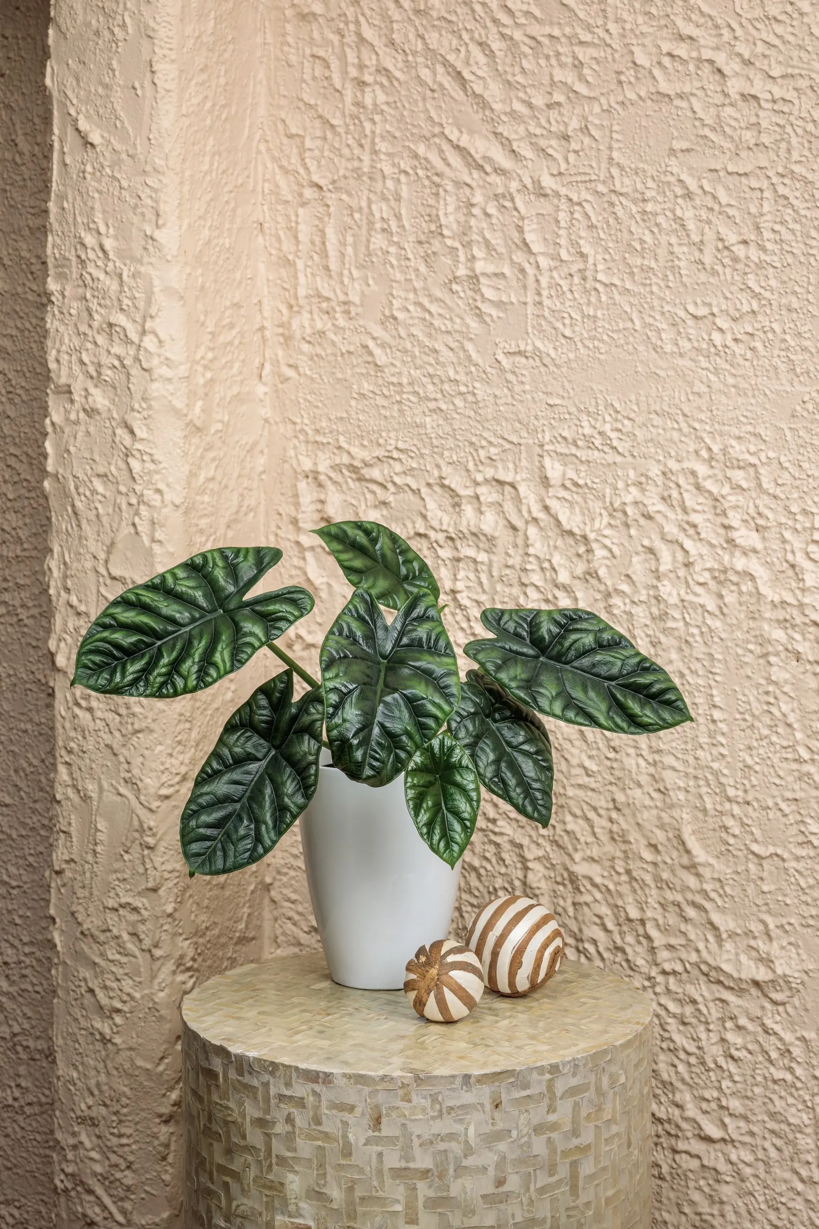 Rumpelstiltskin™ Quilted Dream Alocasia (Alocasia sinuata) — The Alocasia sinuate Rumpelstiltskin™ is a compact tropical houseplant with upright