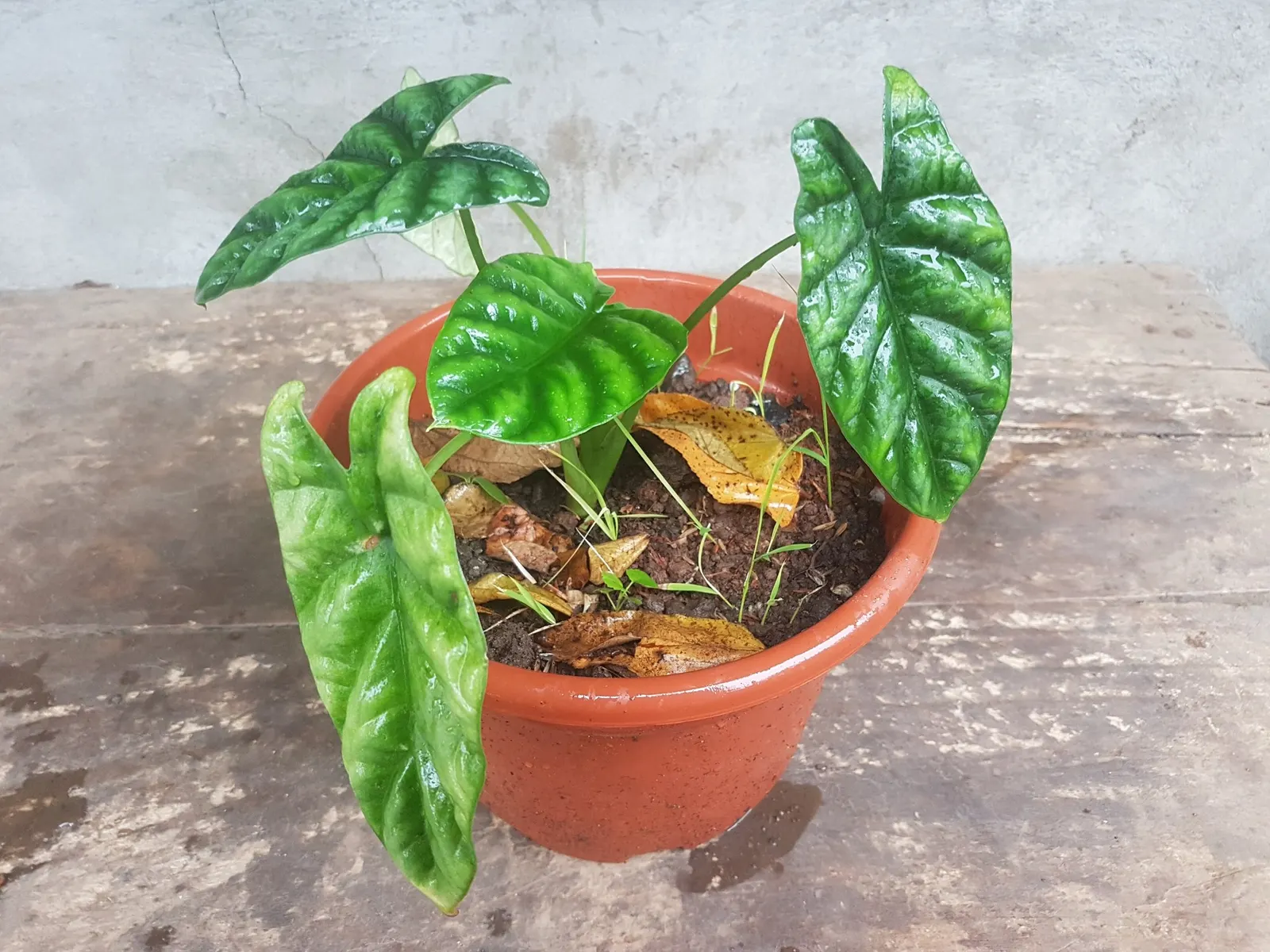 Rumpelstiltskin™ Quilted Dream Alocasia (Alocasia sinuata) — where emerald green leaves appear puckered