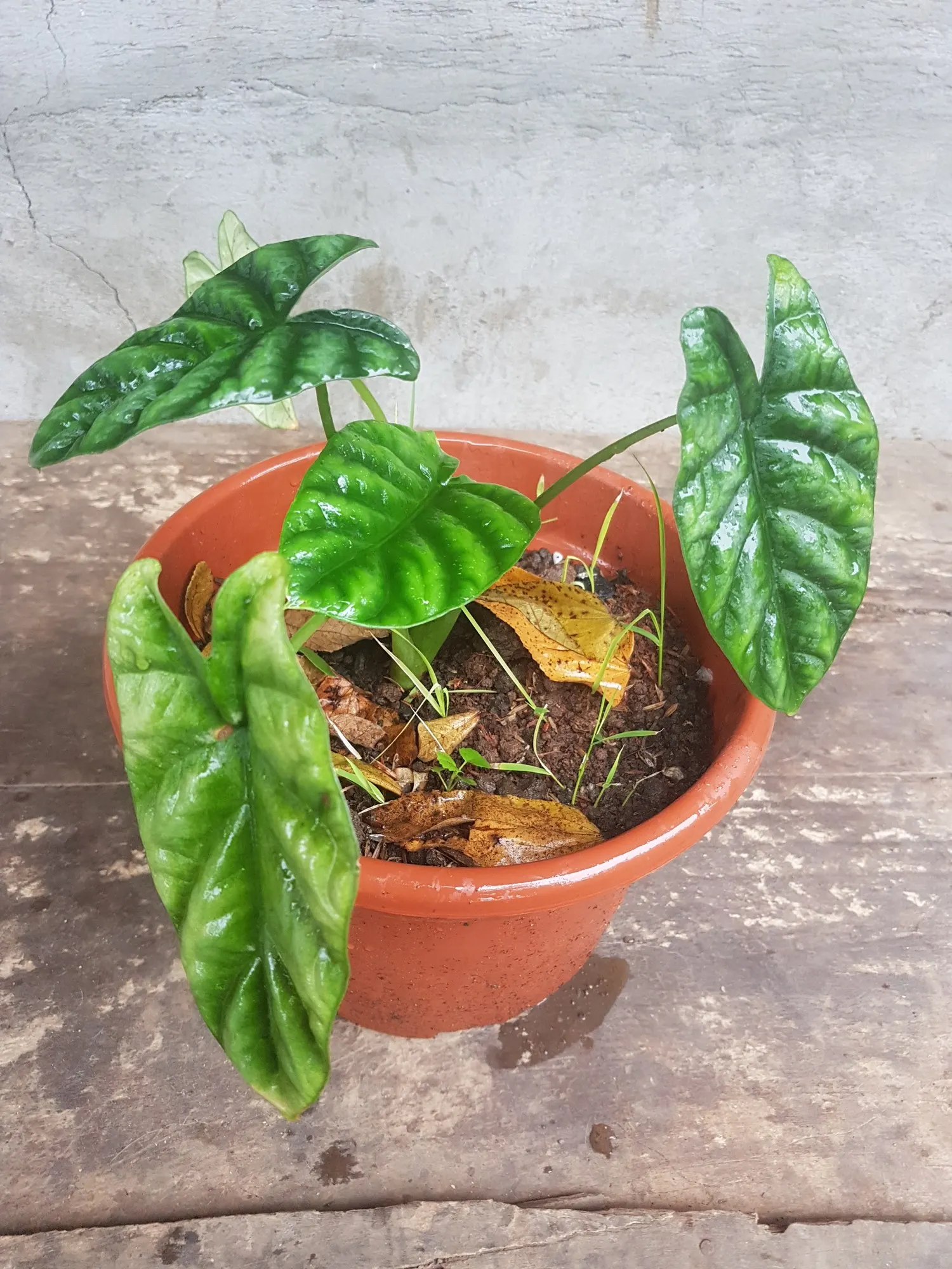 Rumpelstiltskin™ Quilted Dream Alocasia (Alocasia sinuata) — Grow in medium to bright indirect light