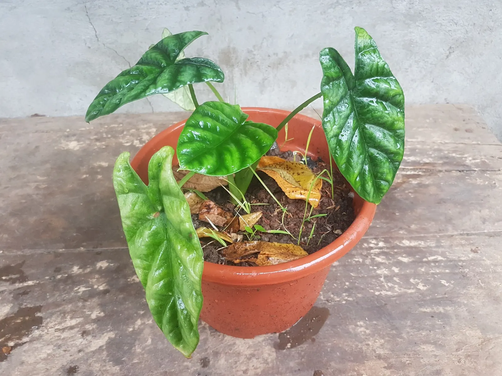 Rumpelstiltskin™ Quilted Dream Alocasia (Alocasia sinuata) — is a compact tropical houseplant with a wonderfully theatrical presence