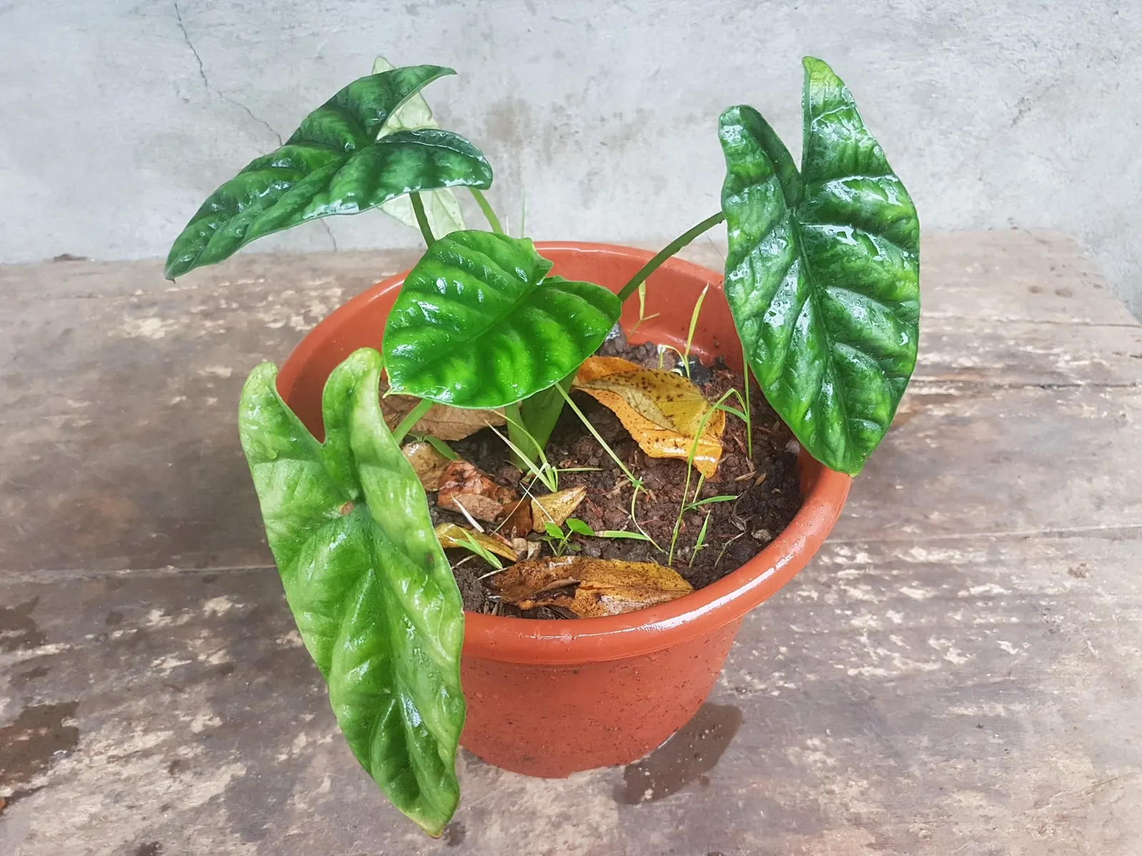 Rumpelstiltskin™ Quilted Dream Alocasia (Alocasia sinuata) — especially for those who appreciate the more dramatic side of indoor planting.<br><br>At maturity