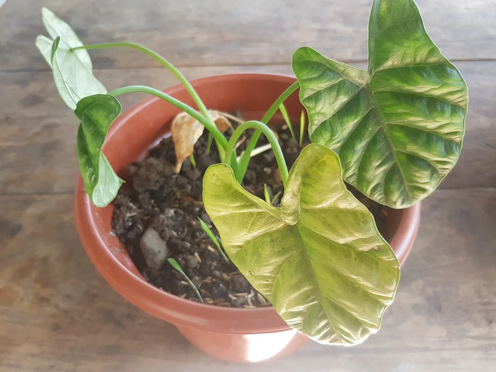 Rumpelstiltskin™ Quilted Dream Alocasia (Alocasia sinuata) — Part of the Proven Winners® Mythic® collection