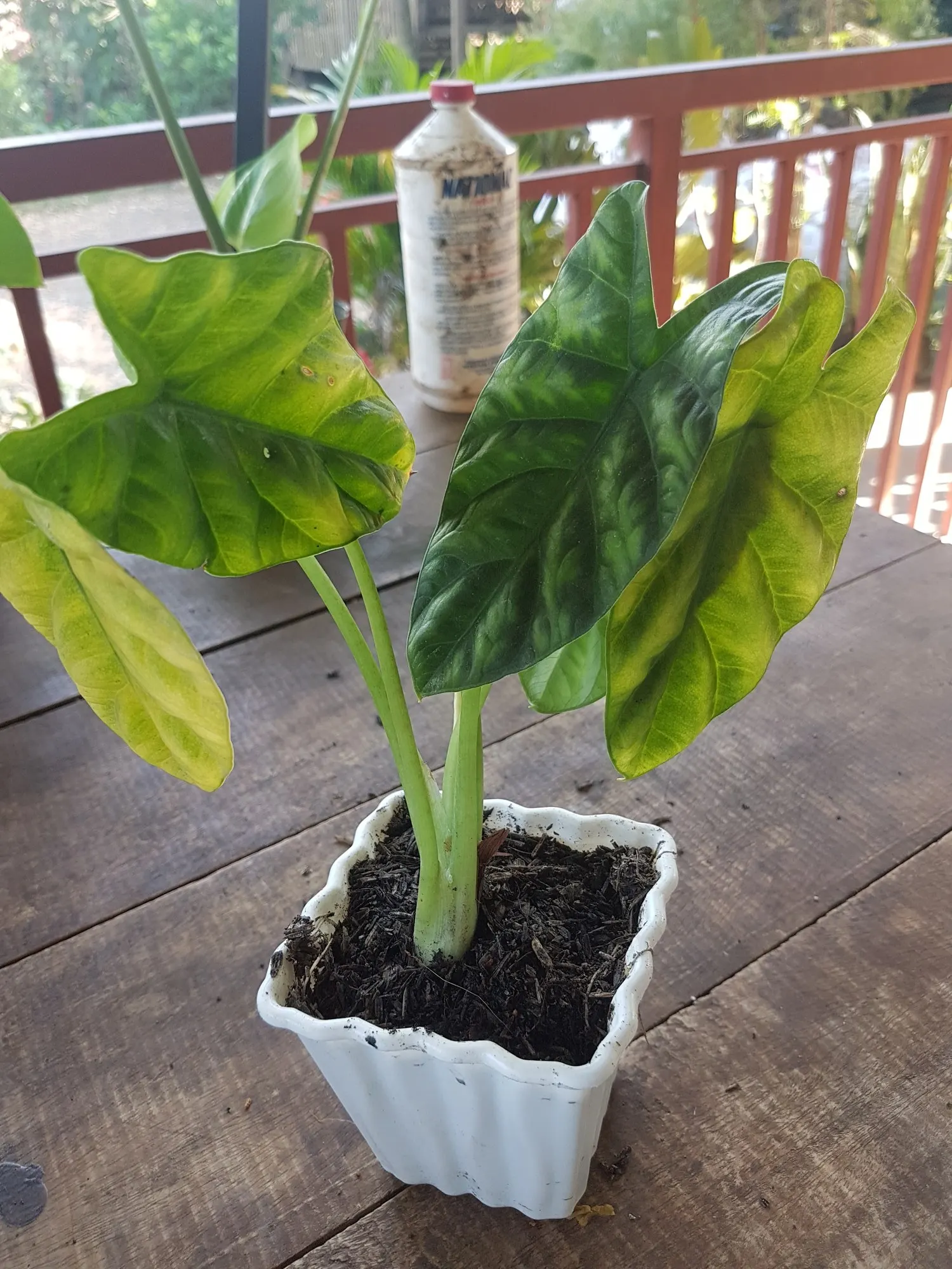 Rumpelstiltskin™ Quilted Dream Alocasia (Alocasia sinuata) — this upright Alocasia is grown for its thick