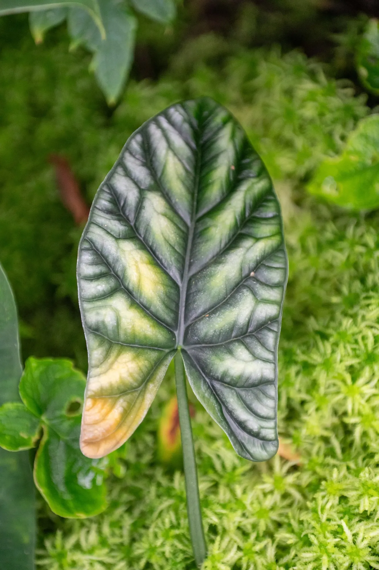 Rumpelstiltskin™ Quilted Dream Alocasia (Alocasia sinuata) — It matures to 12-16 inches tall, making it a dramatic desktop or container thriller