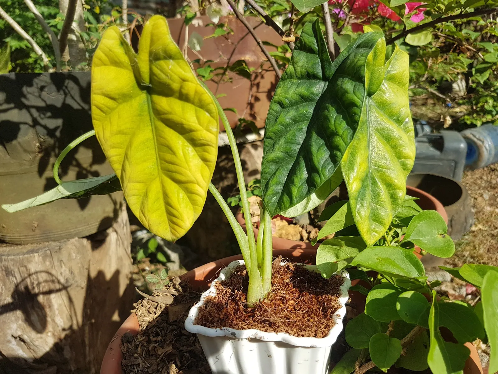 Rumpelstiltskin™ Quilted Dream Alocasia (Alocasia sinuata) — chunky well-drained potting mix