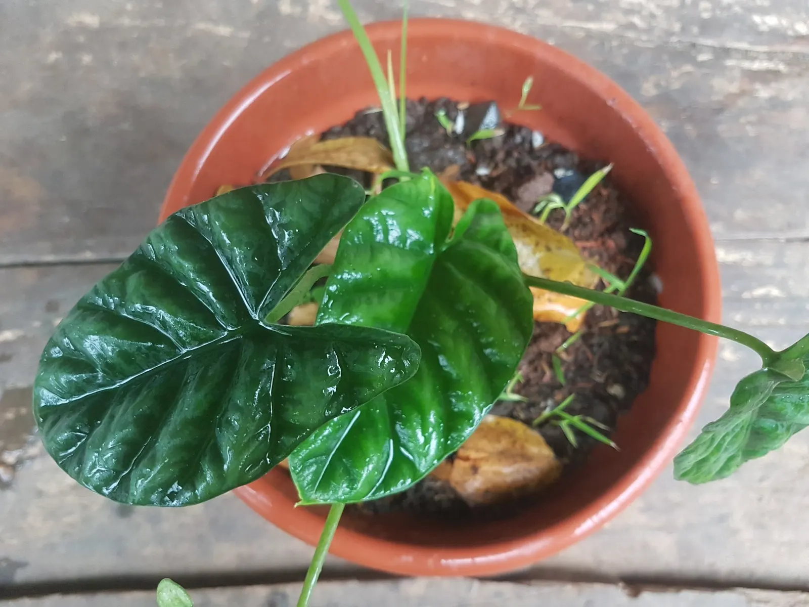 Rumpelstiltskin™ Quilted Dream Alocasia (Alocasia sinuata) — Hardy in USDA Zones 10-11