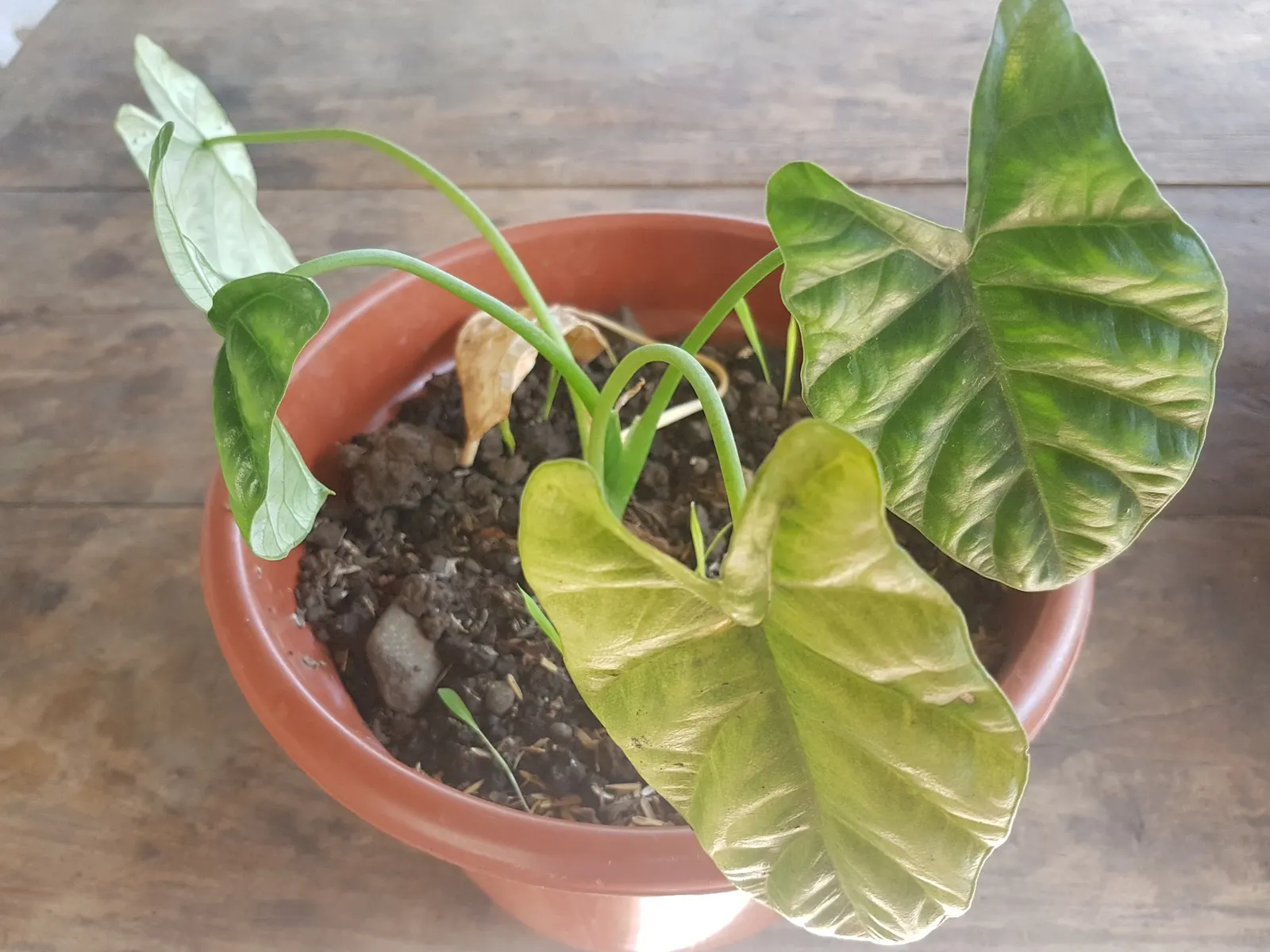 Rumpelstiltskin™ Quilted Dream Alocasia (Alocasia sinuata) — heavily quilted emerald leaves mottled in medium-to-dark green