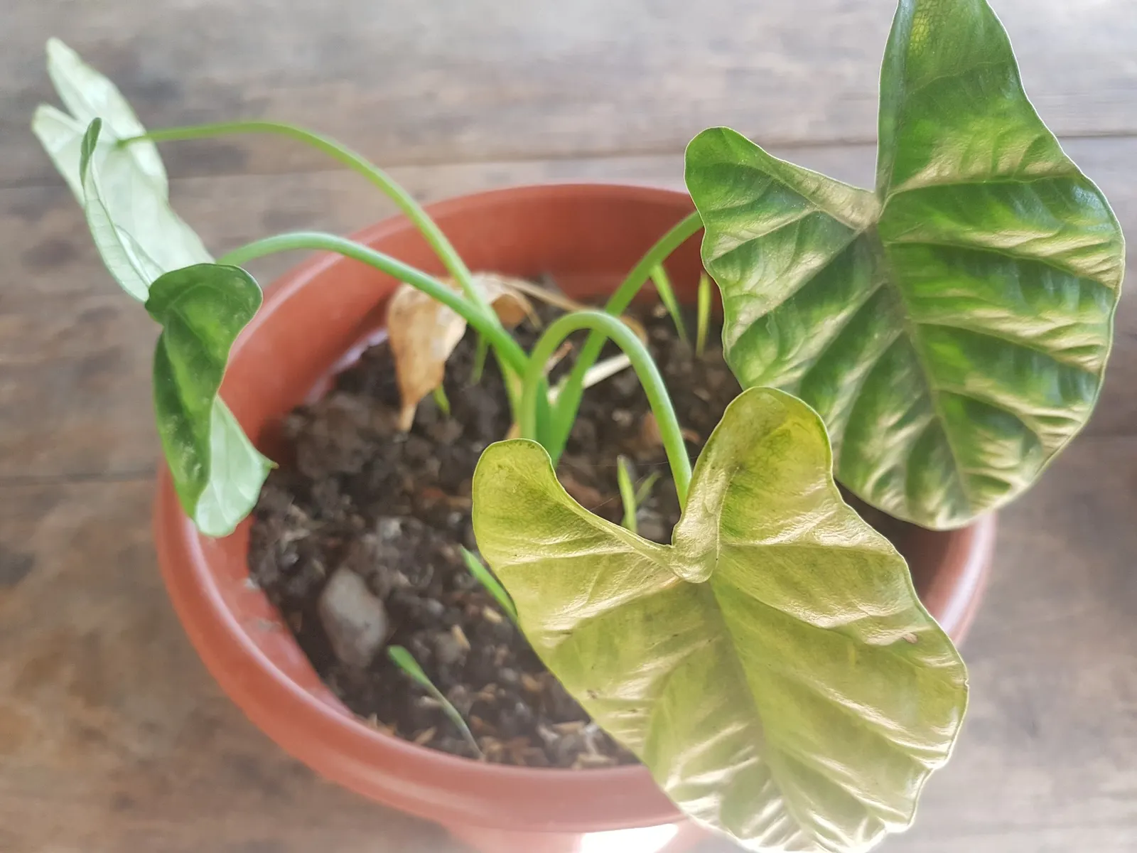 Rumpelstiltskin™ Quilted Dream Alocasia (Alocasia sinuata) — Rumpelstiltskin™ typically reaches 12 to 16 inches tall