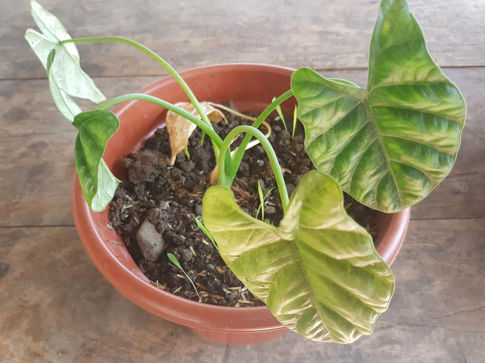 Rumpelstiltskin™ Quilted Dream Alocasia (Alocasia sinuata) — and quilted in mottled tones of medium-to-dark green