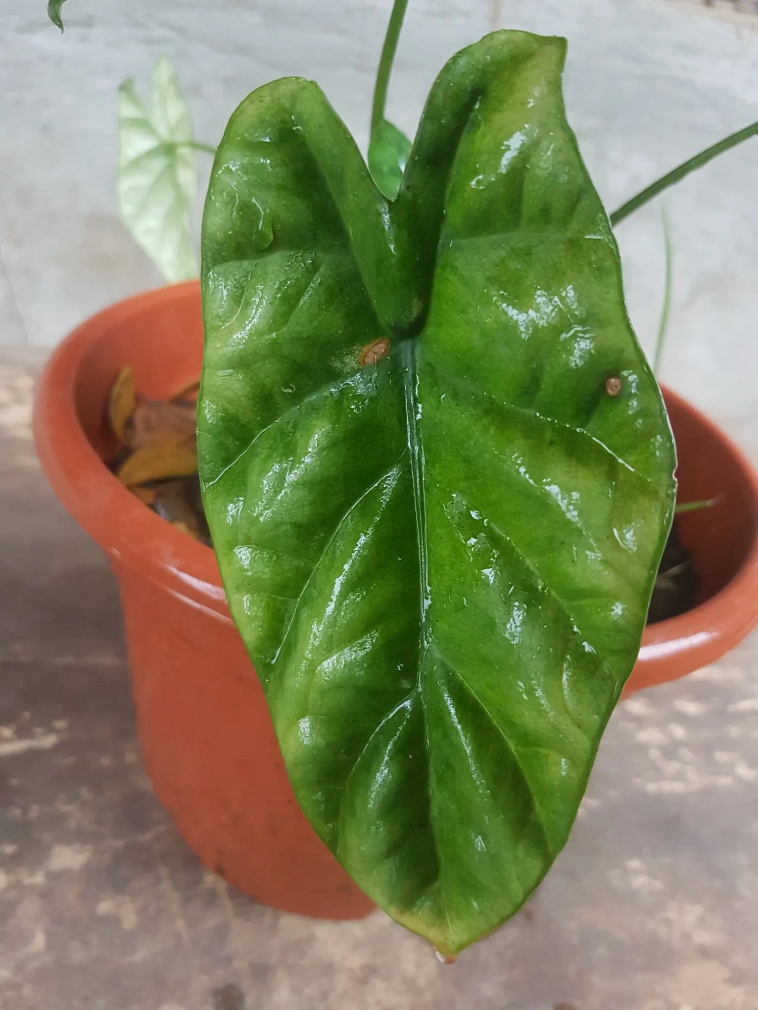 Rumpelstiltskin™ Quilted Dream Alocasia (Alocasia sinuata) — commonly referred to as Rumpelstiltskin™ Quilted Dream Alocasia