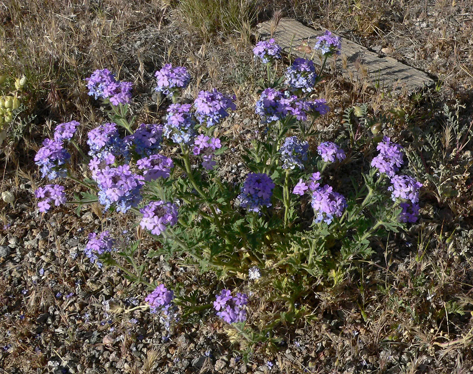 Goodding's Verbena (Verbena Gooddingii) — fragrant blossoms ranging from purple to pink