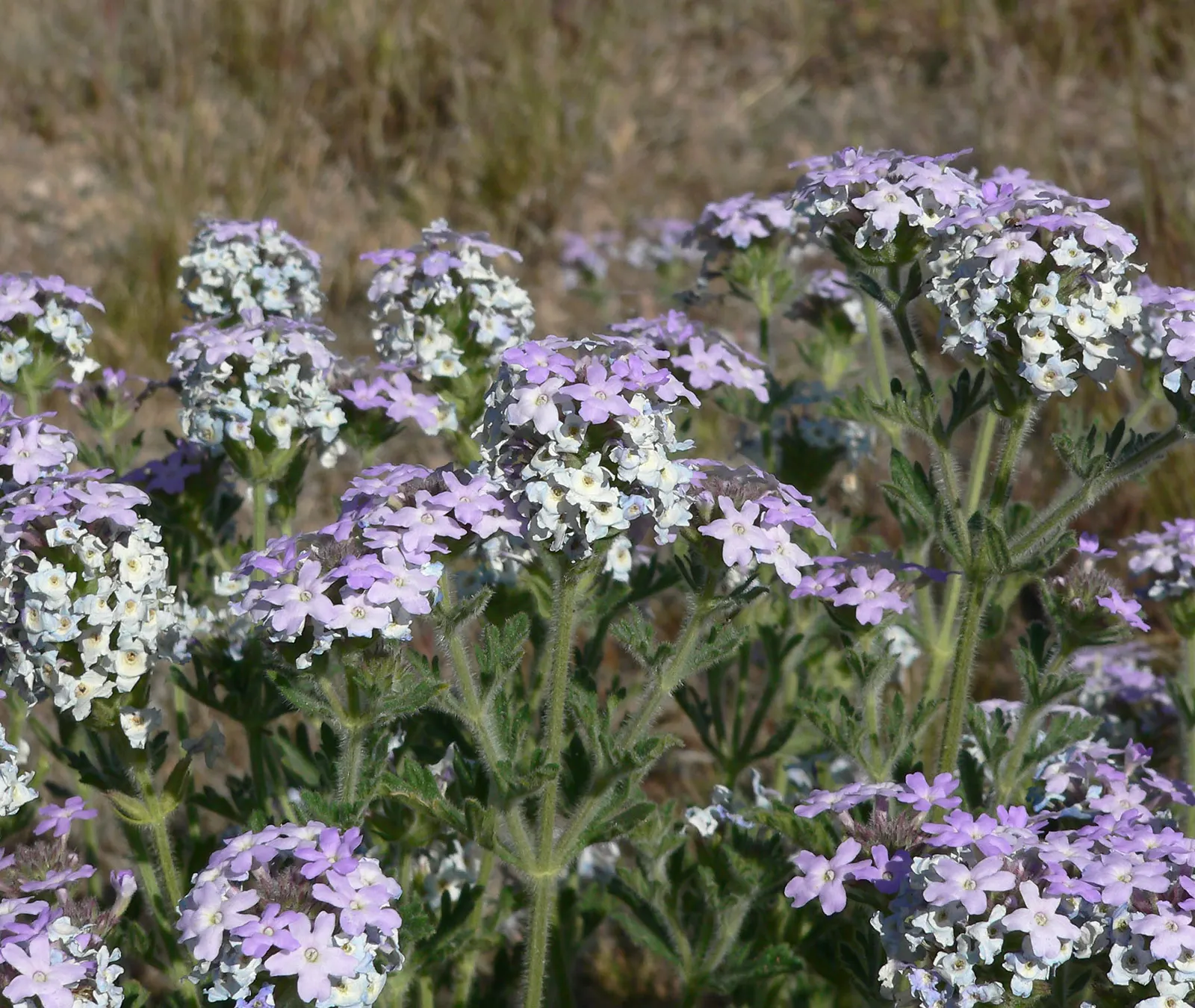 Goodding's Verbena (Verbena Gooddingii) — Each flower cluster spans about 2 to 3 inches across