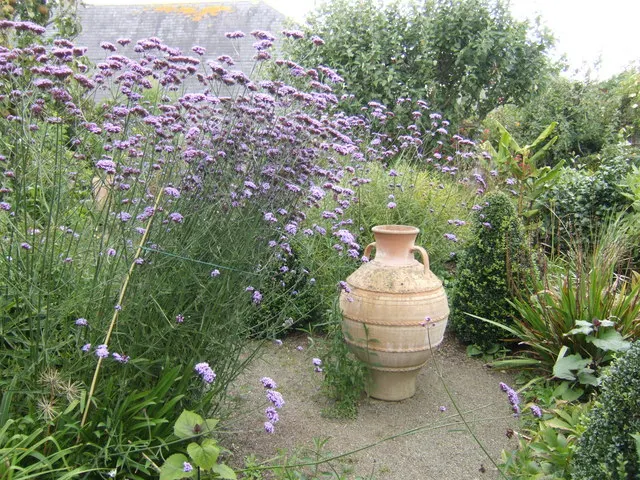 Goodding's Verbena (Verbena Gooddingii) — plant Goodding's Verbena in full sun to partial shade and ensure well-drained soil
