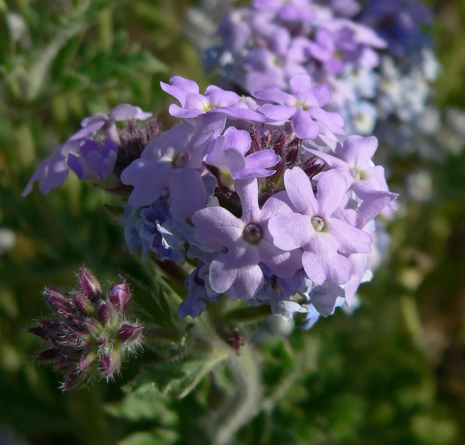 Goodding's Verbena (Verbena Gooddingii) — Blooms emerge in spring and persist to autumn, attracting butterflies