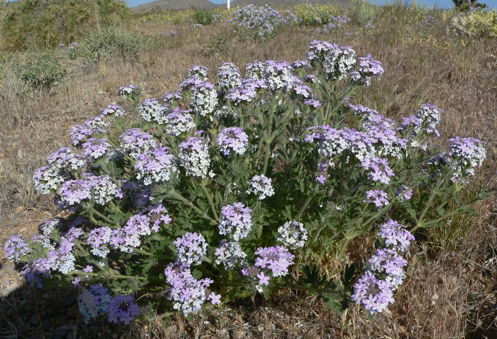 Goodding's Verbena (Verbena Gooddingii) — Flourishing in full sun, it spans up to 3 ft wide with a height of 1-2 ft