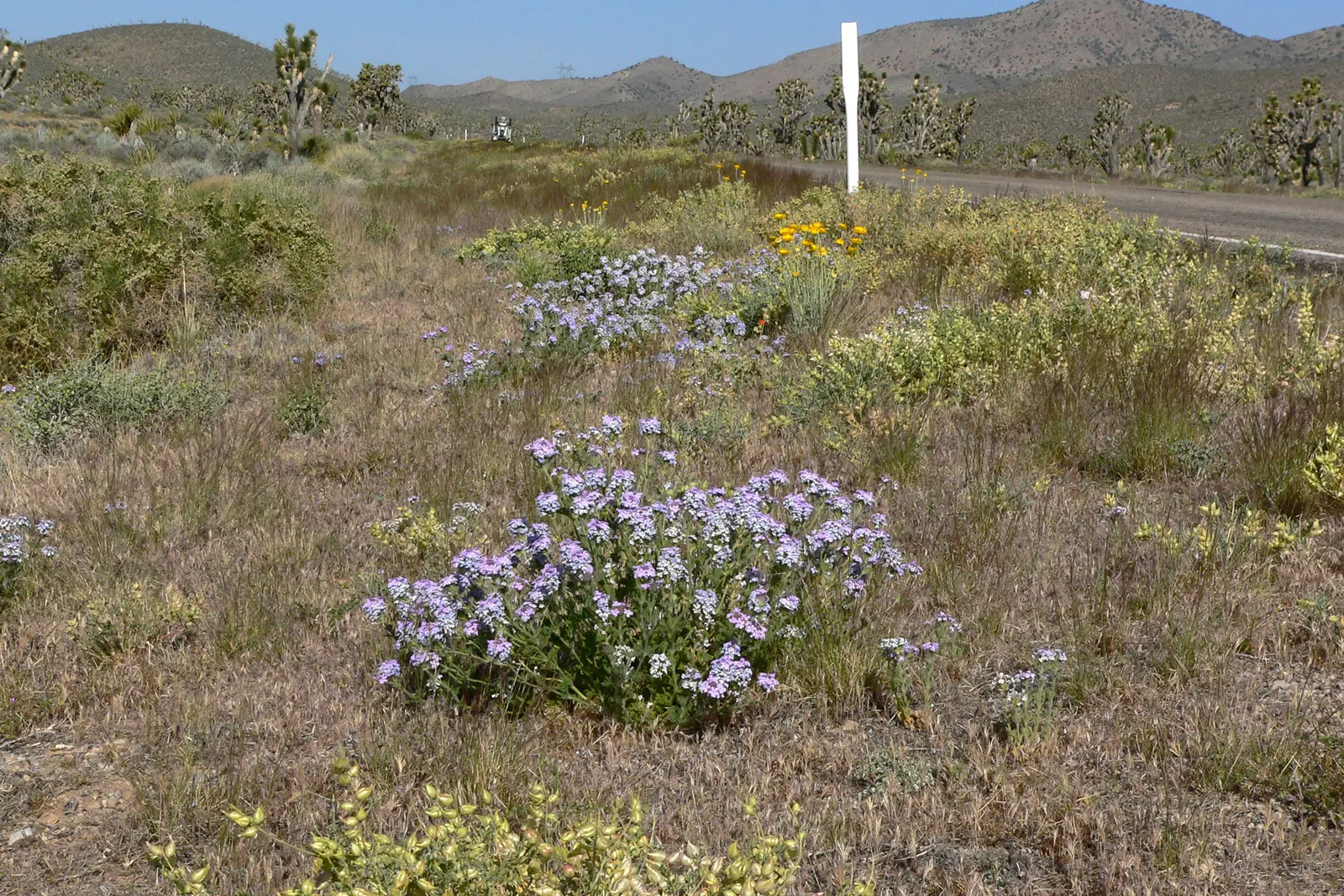 Goodding's Verbena (Verbena Gooddingii) — Its drought tolerance makes it an ideal low-water garden choice
