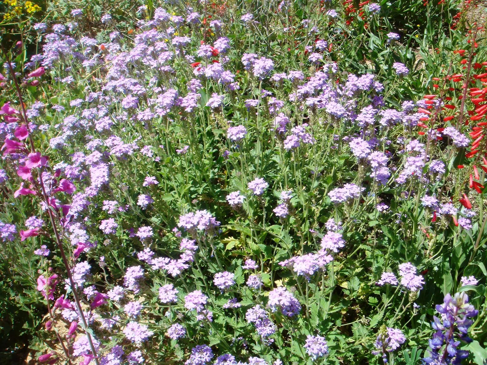 Goodding's Verbena (Verbena Gooddingii) — Well-drained soil ensures optimal growth