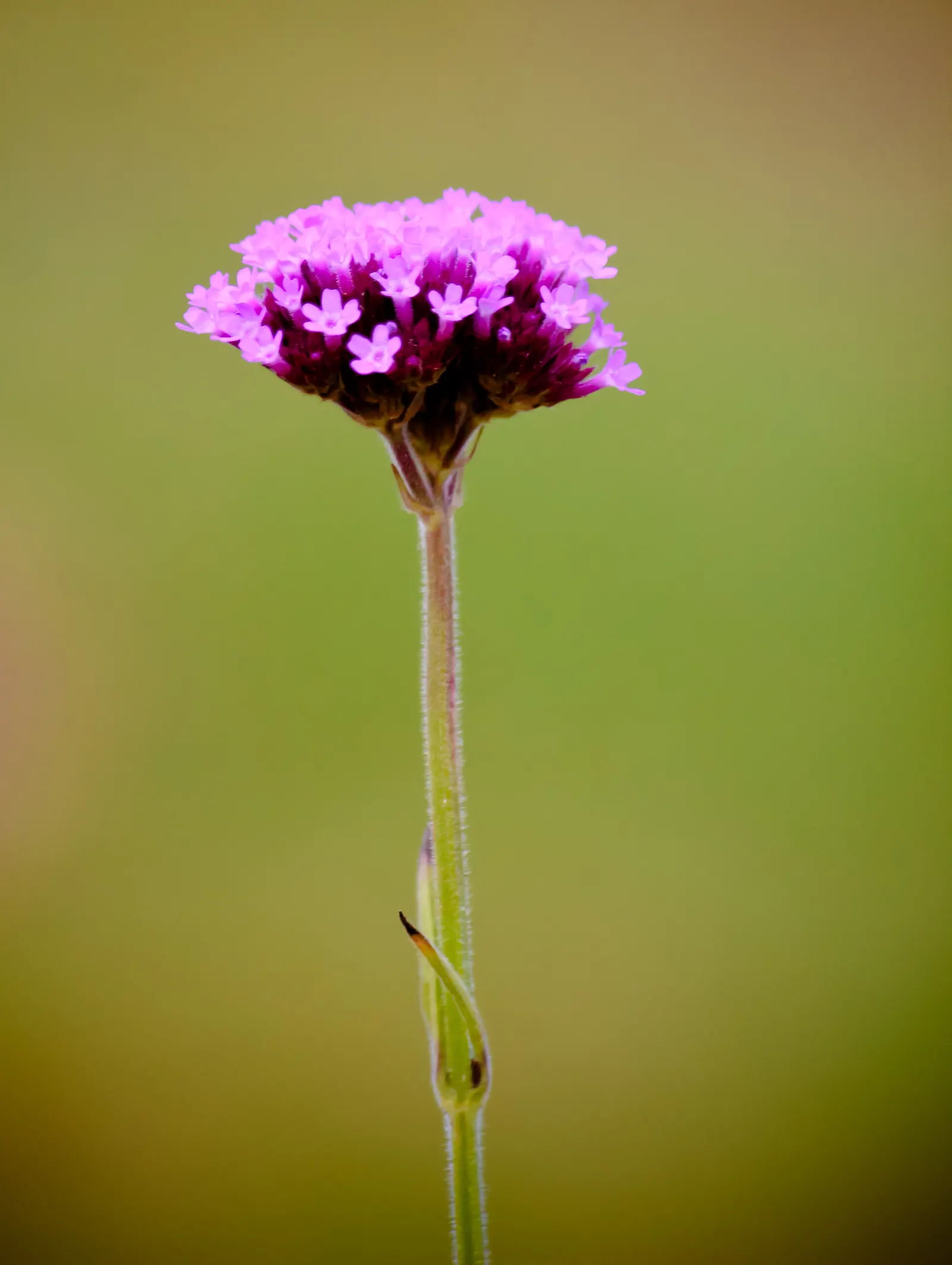 Goodding's Verbena (Verbena Gooddingii) — Typically reaching a height of 1 to 2 feet with a similar spread