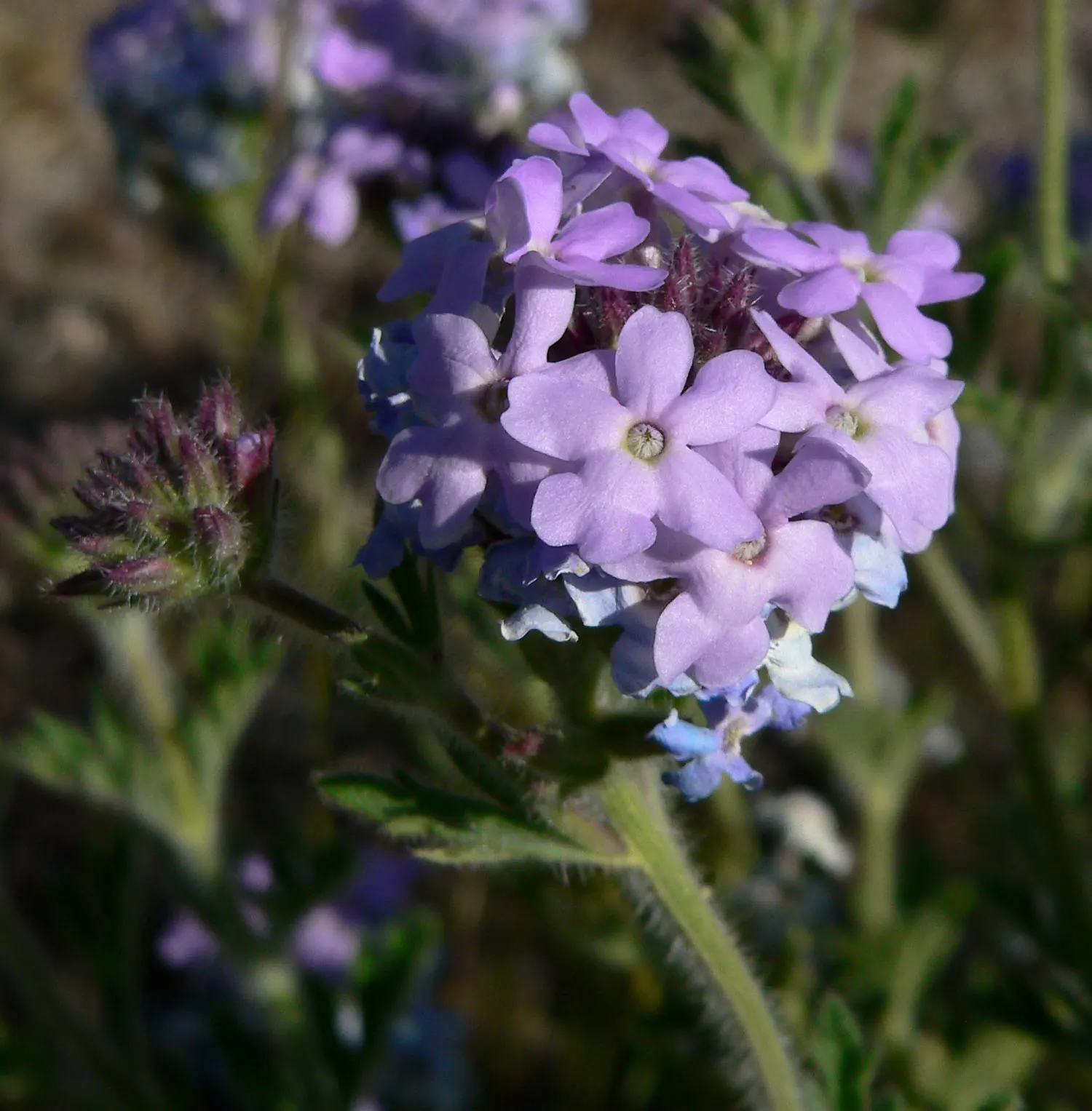 Goodding's Verbena (Verbena Gooddingii) — Goodding's Verbena (Verbena gooddingii) is a vibrant perennial with lush