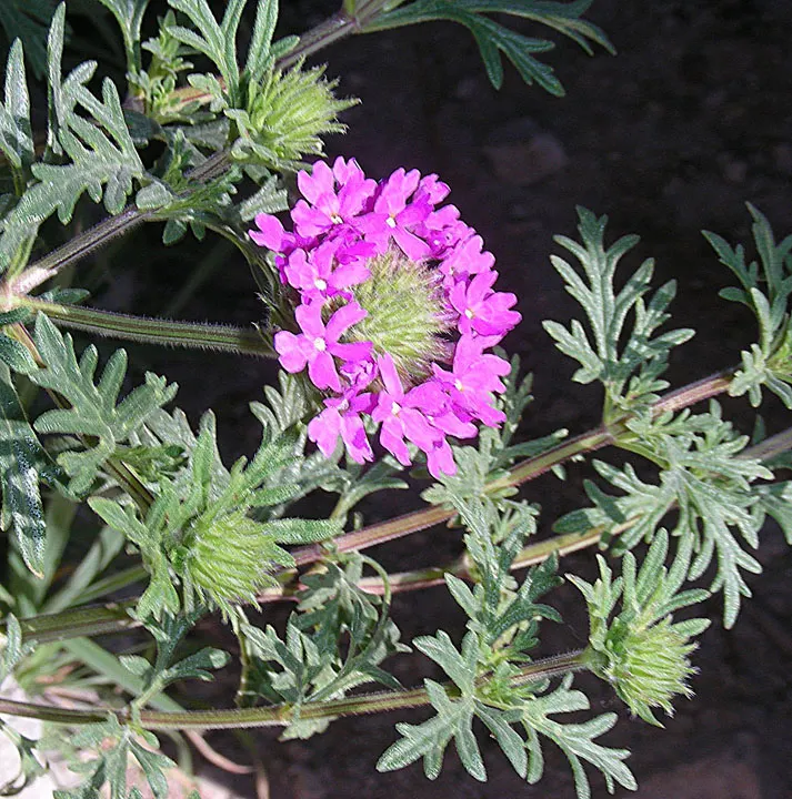 Goodding's Verbena (Verbena Gooddingii) — The blossoms are a magnet for pollinators
