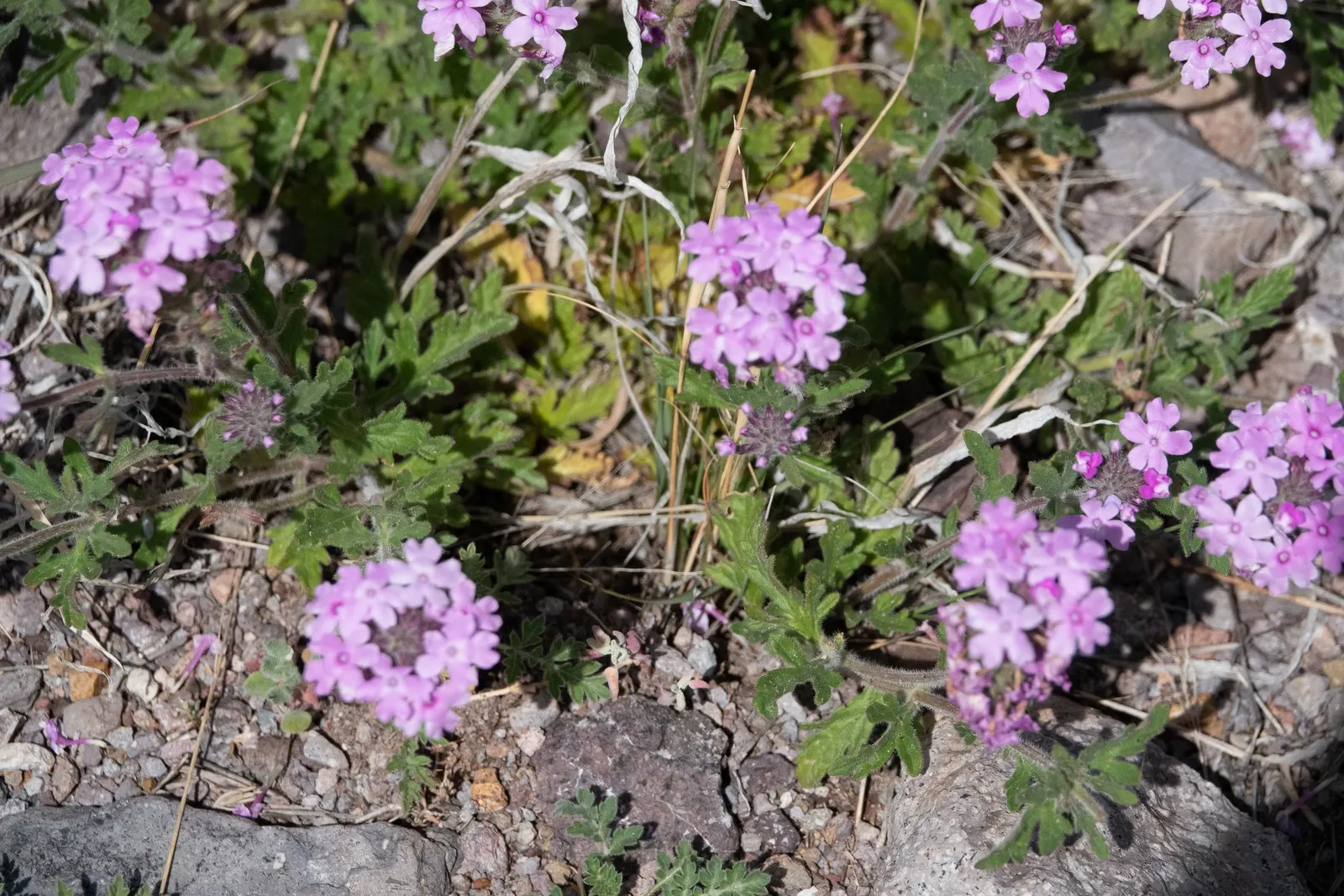 Goodding's Verbena (Verbena Gooddingii) — as it is drought-tolerant once established