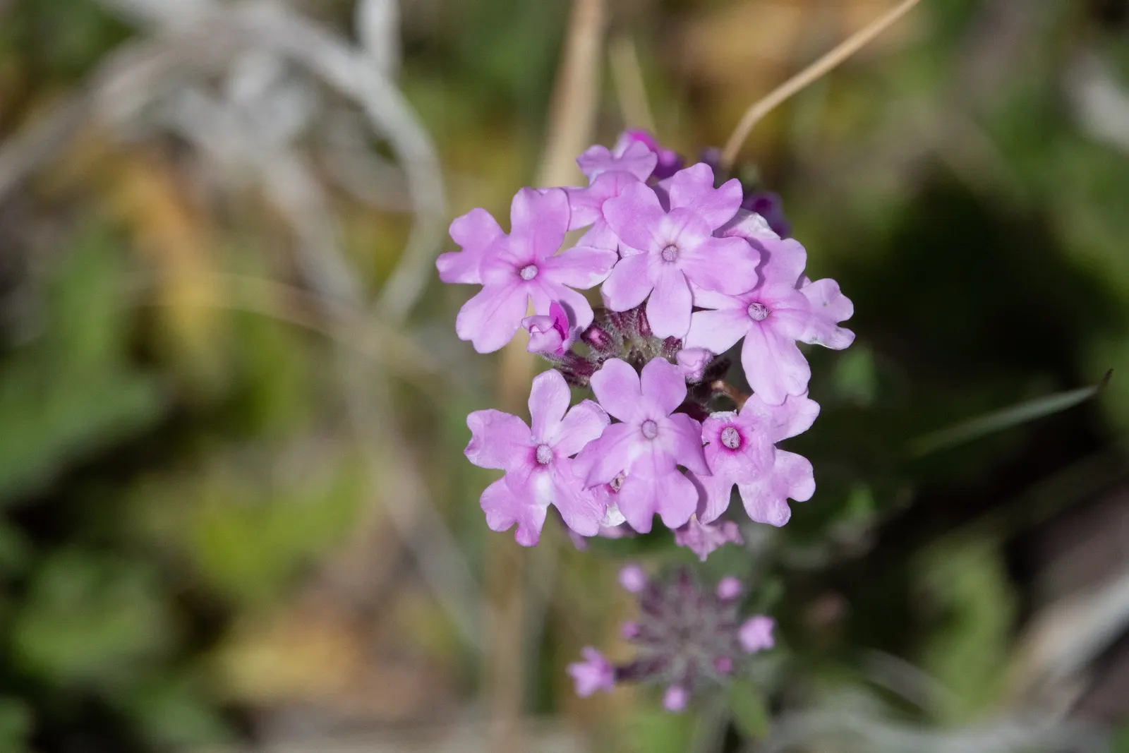 Goodding's Verbena (Verbena Gooddingii) — enticing butterflies and hummingbirds to the garden